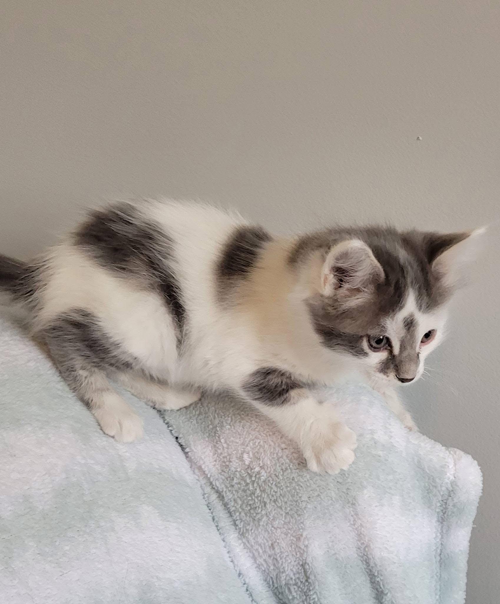 Enlarge Picasso, a Adoptable Domestic Short Hair in Gerrardstown, WV image 5/5