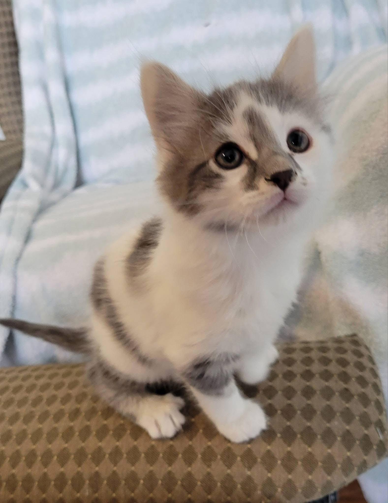 Enlarge Picasso, a Adoptable Domestic Short Hair in Gerrardstown, WV image 3/5