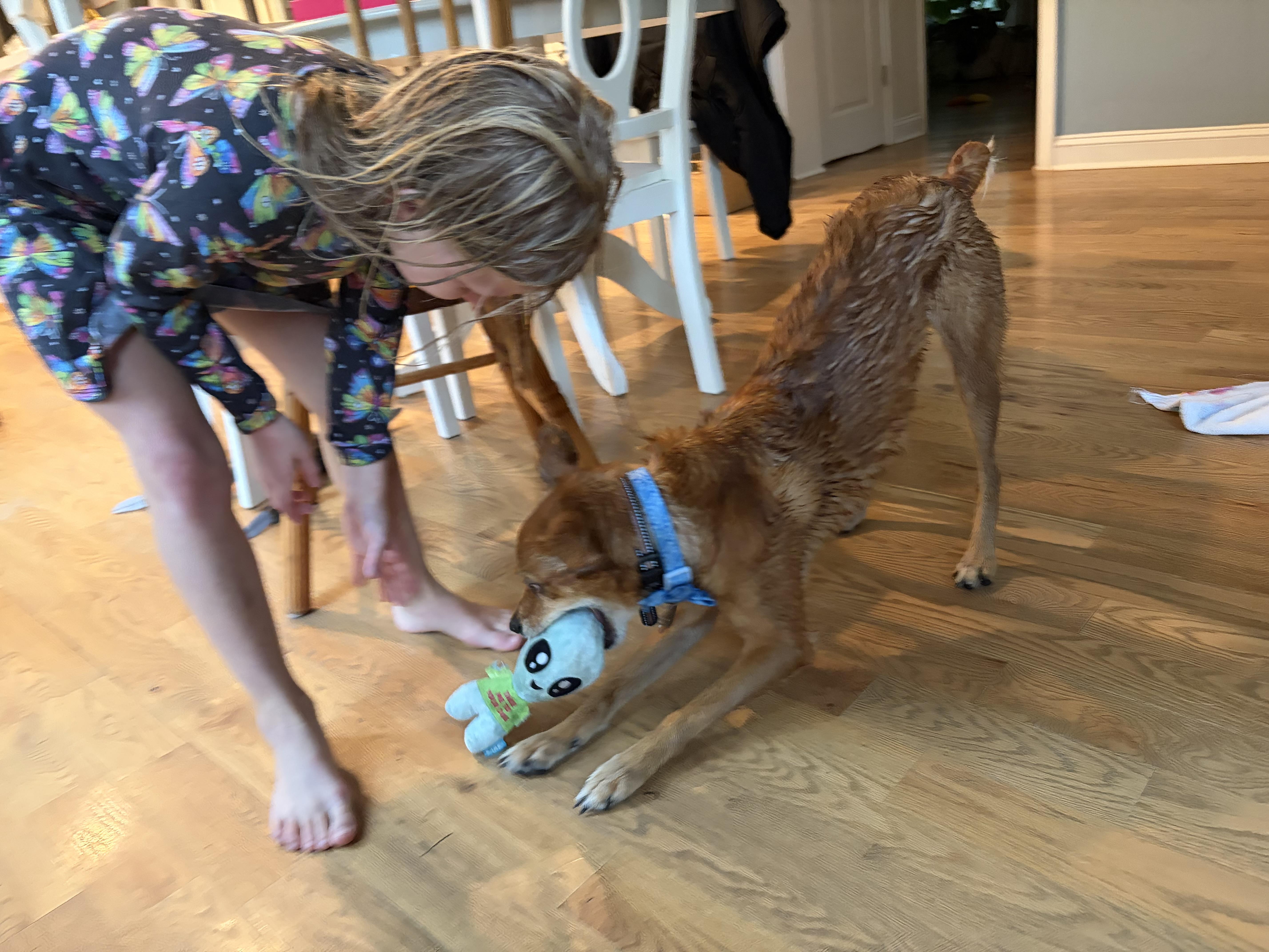JJ, an adopted mixed breed in Leesburg, VA image 5/5