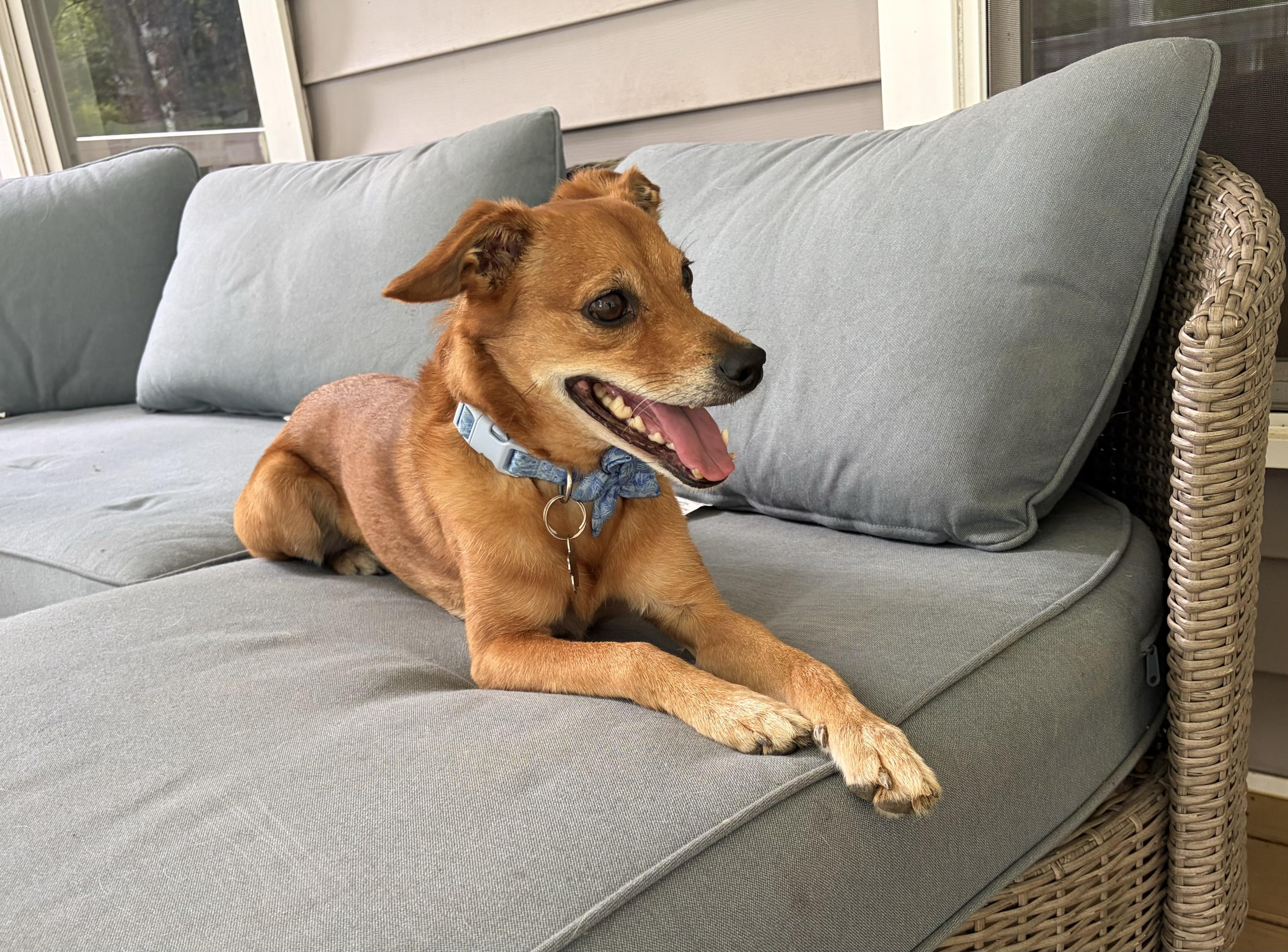 JJ, an adopted mixed breed in Leesburg, VA image 2/5