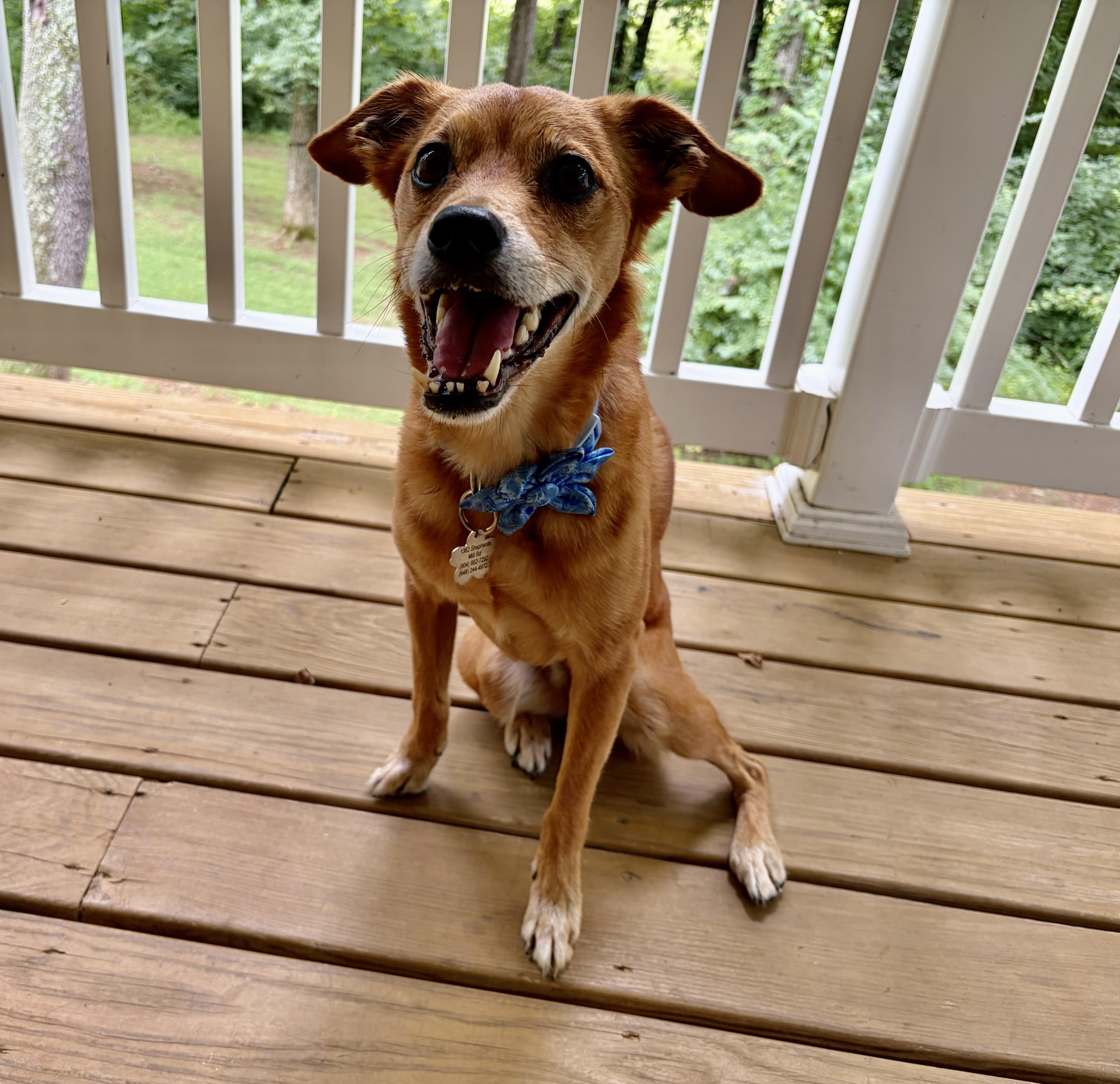 JJ, adopted, Adult Male Italian Greyhound & Pomeranian.