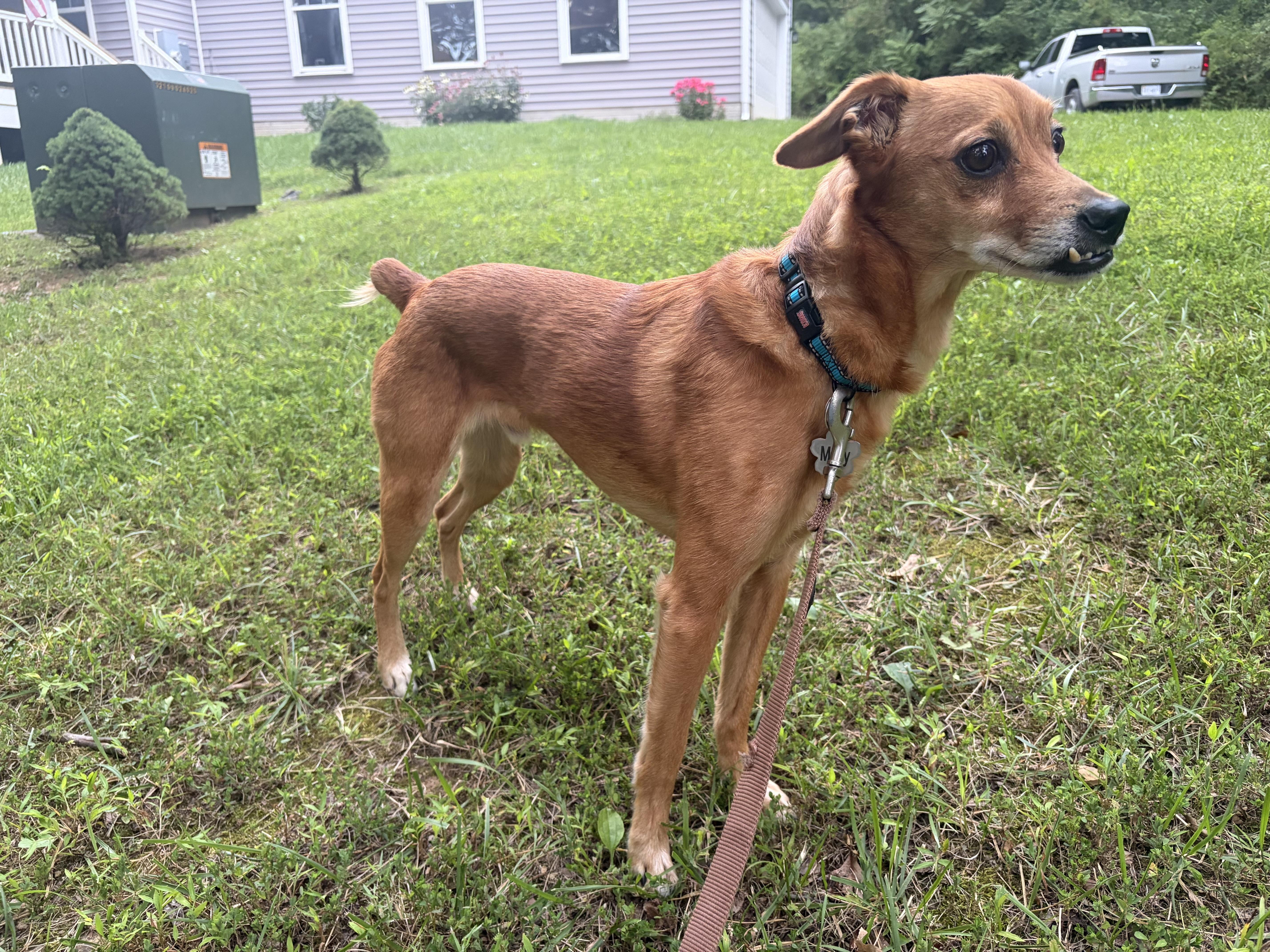 JJ, an adopted mixed breed in Leesburg, VA image 3/5