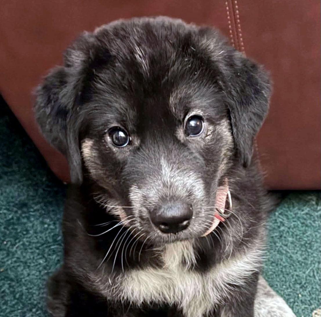 Enlarge Mabel (AO37039), a Adopted mixed breed in Kansas City, KS image 1/2