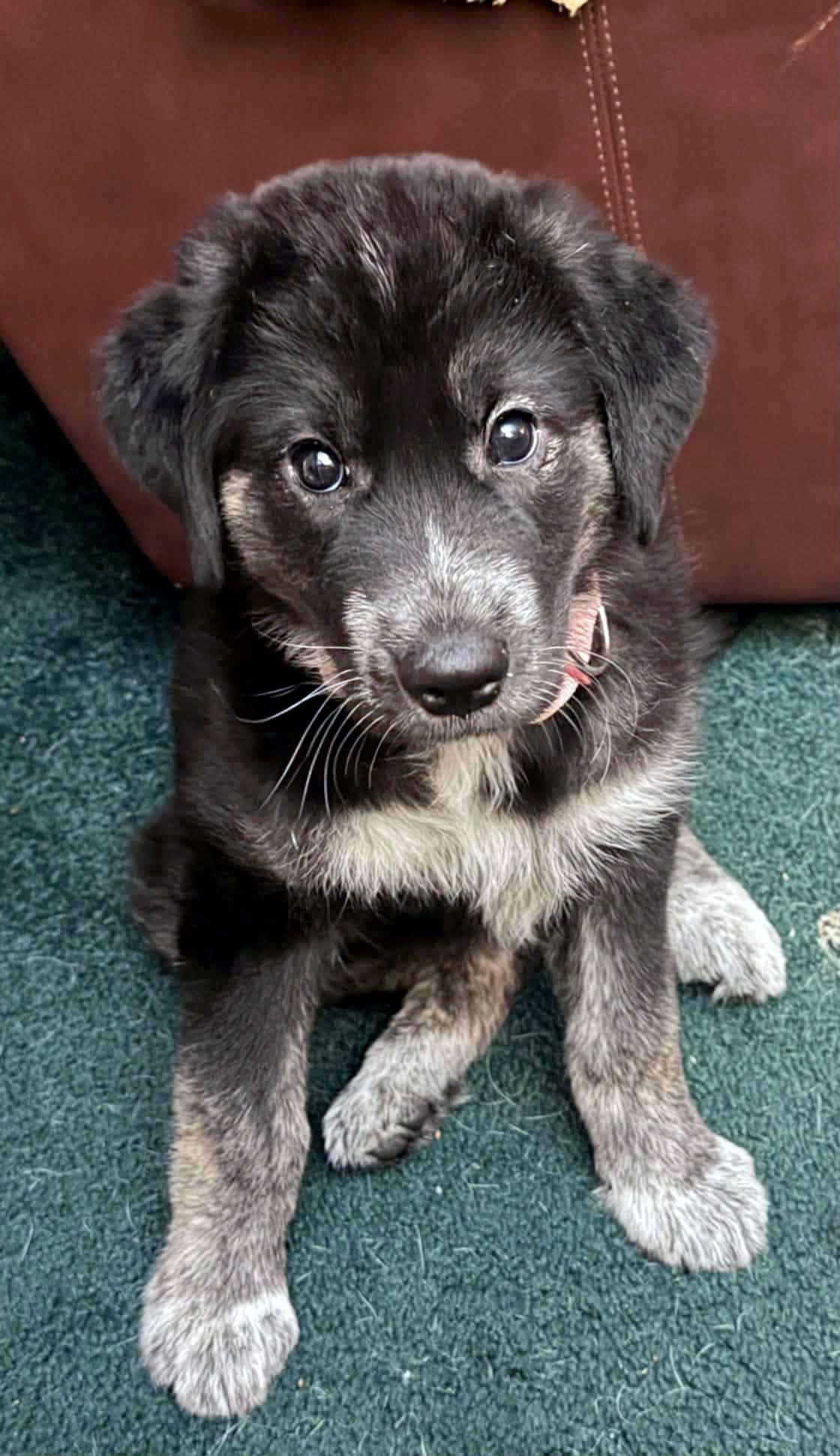 Enlarge Mabel (AO37039), a Adopted mixed breed in Kansas City, KS image 2/2