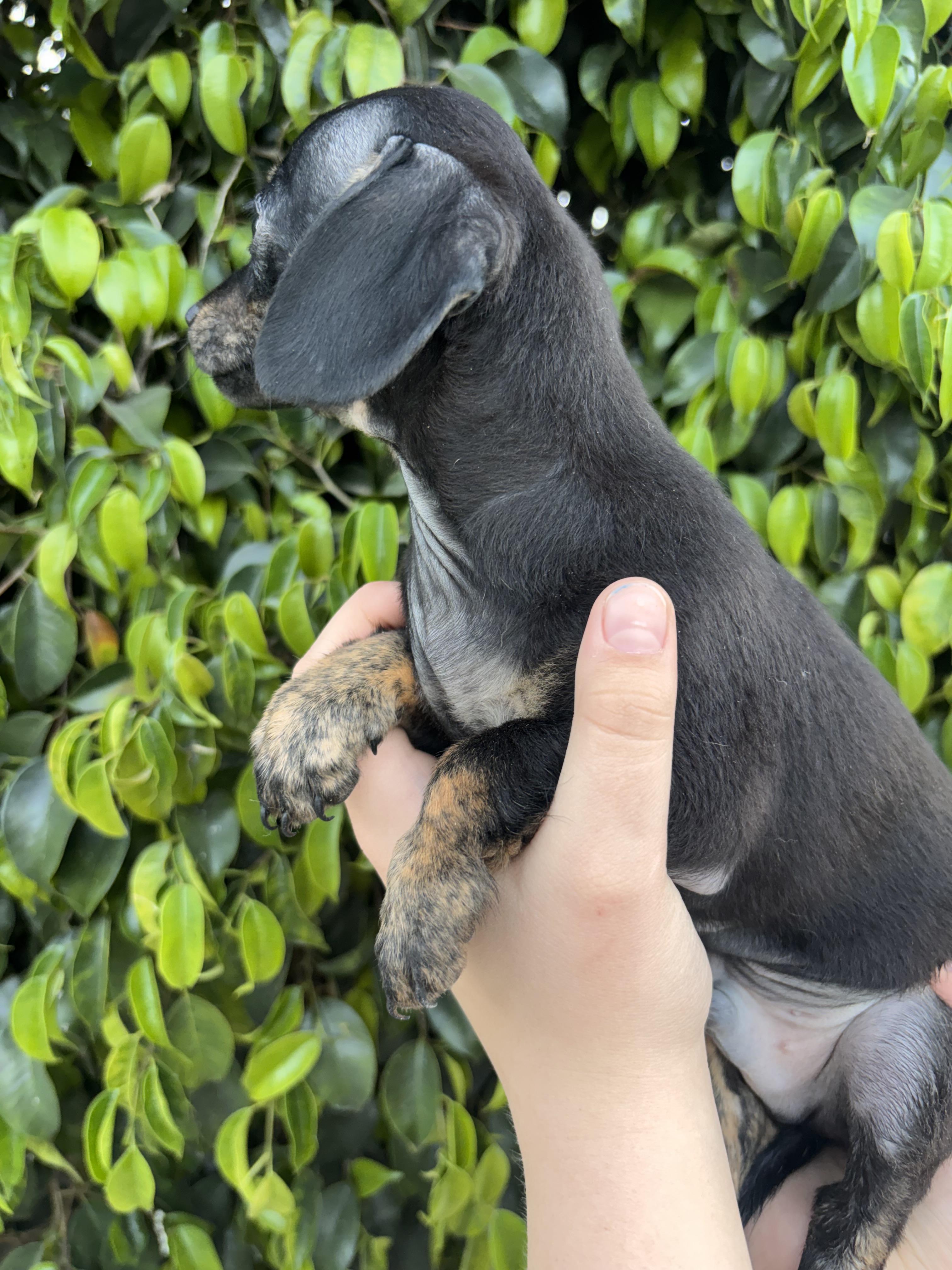 Enlarge Westley, a ADOPTABLE Chiweenie in Corona, CA image 2/4
