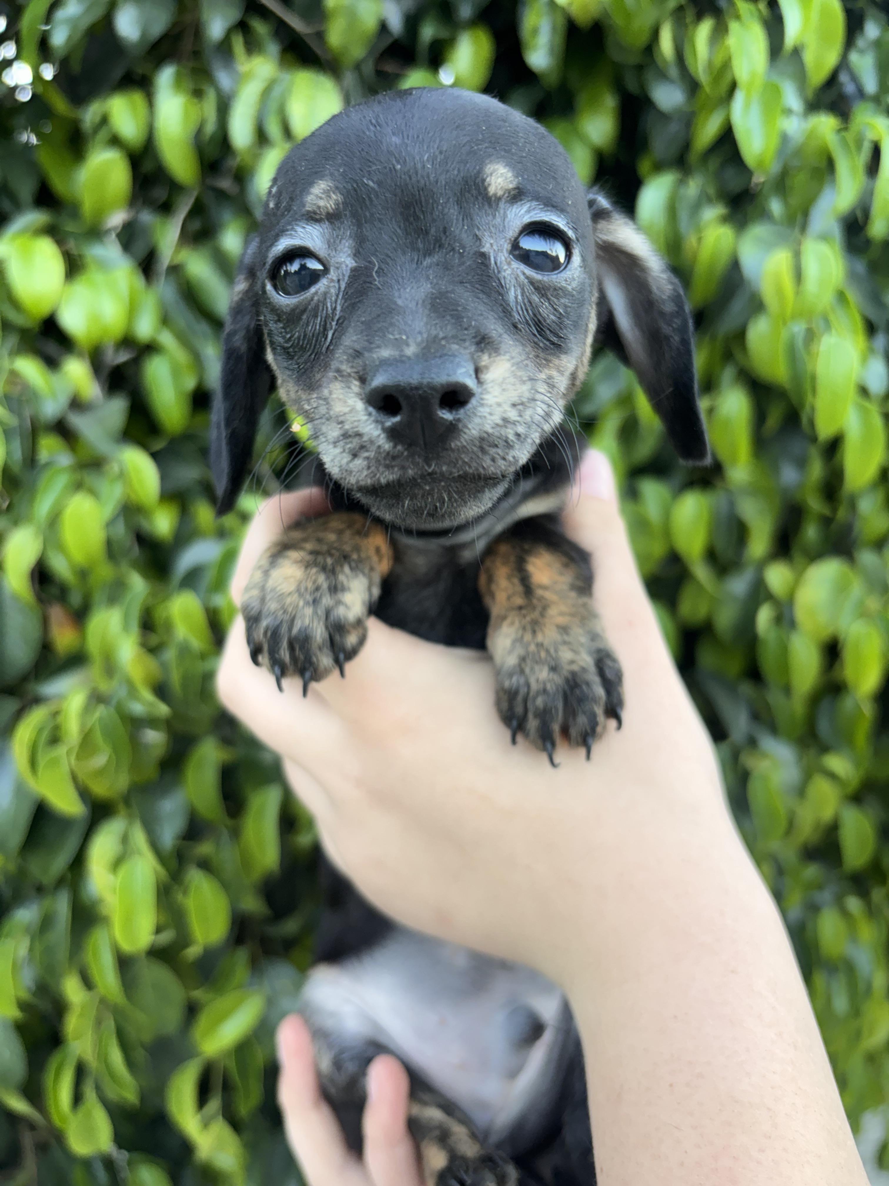Westley, ADOPTABLE, Puppy Male Chiweenie.