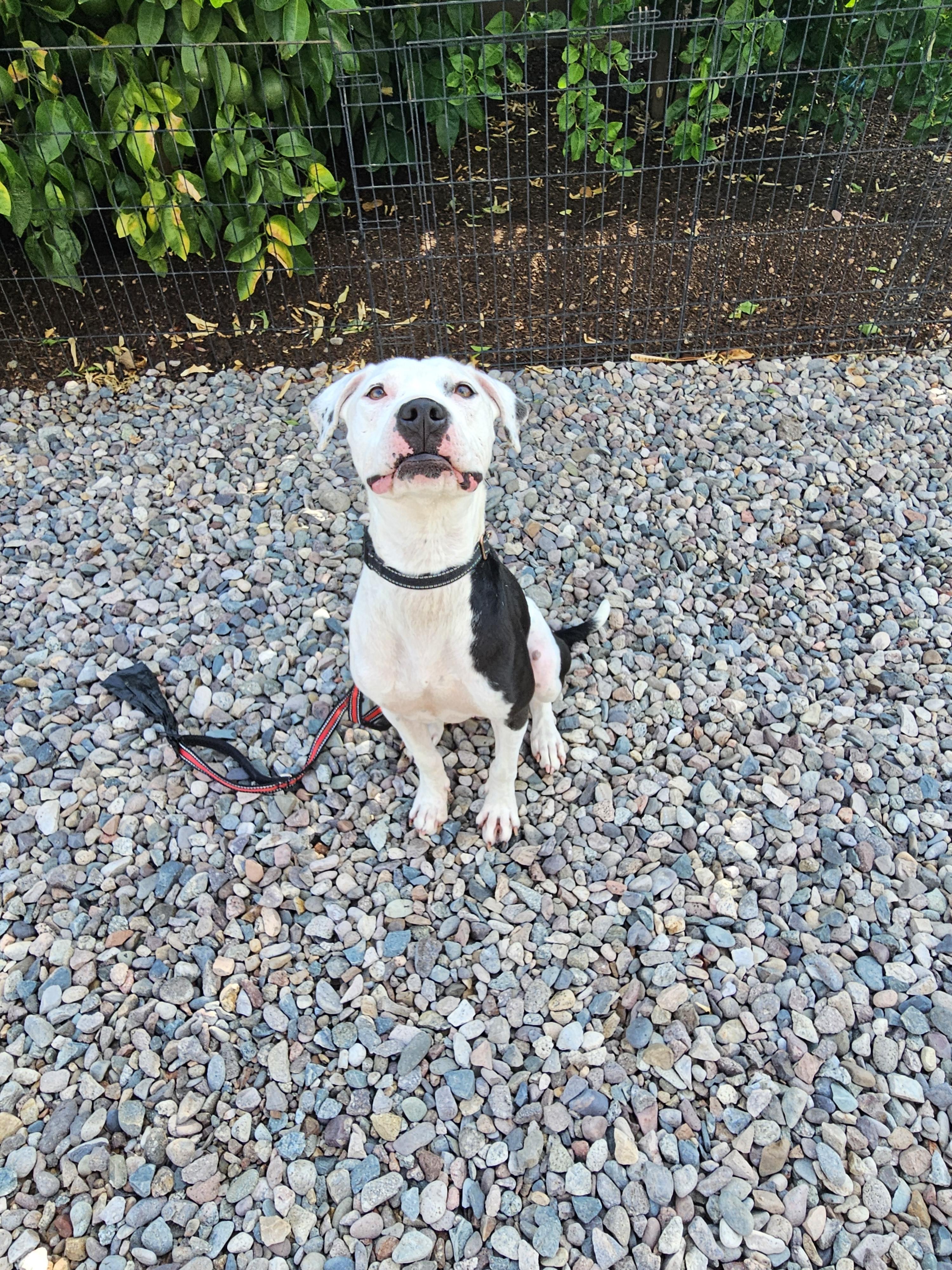 Enlarge CJ, a Adoptable mixed breed in Mesa, AZ image 1/6