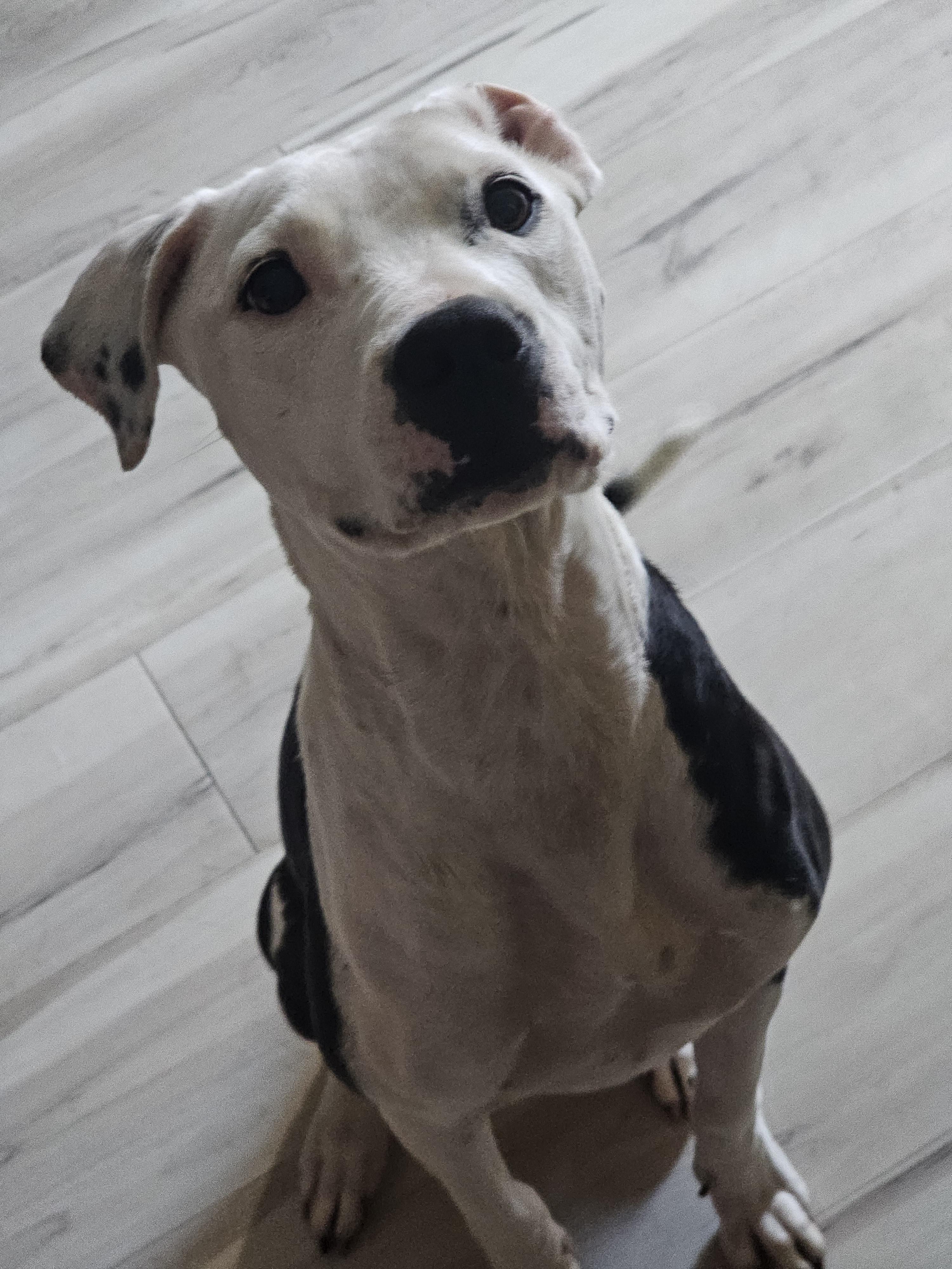 Enlarge CJ, a Adoptable mixed breed in Mesa, AZ image 2/6