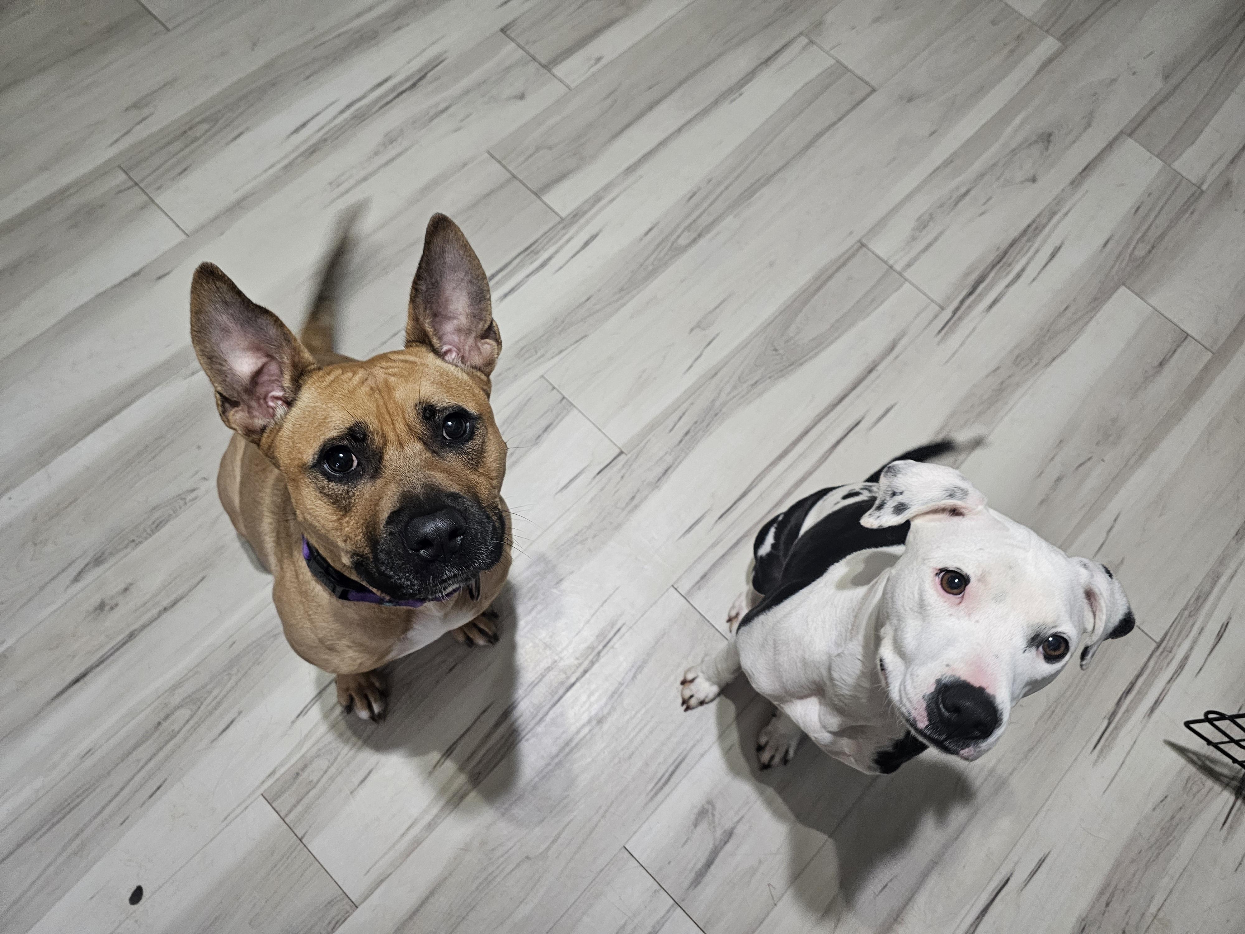 Enlarge CJ, a Adoptable mixed breed in Mesa, AZ image 4/6