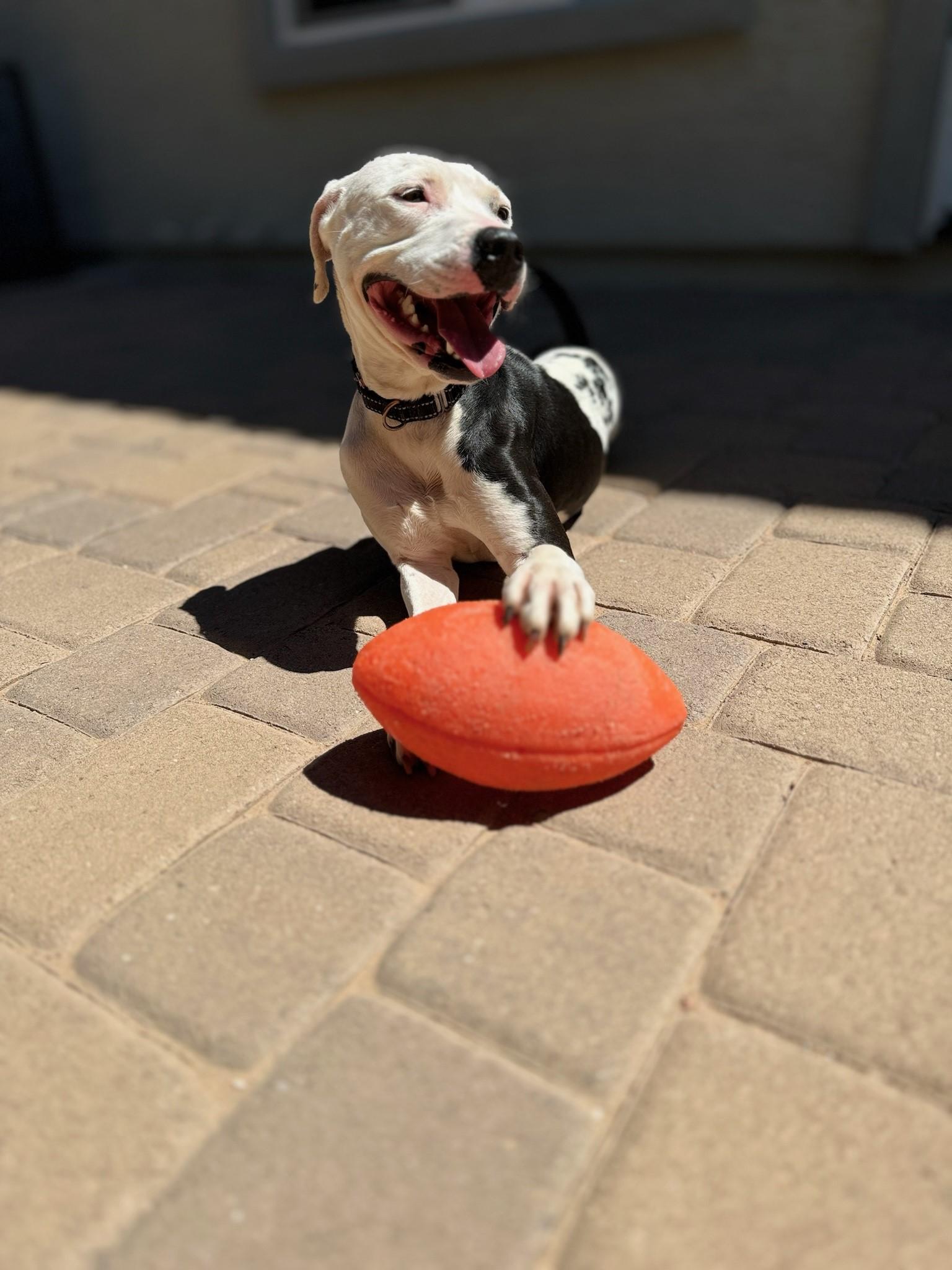 Enlarge CJ, a Adoptable mixed breed in Mesa, AZ image 5/6