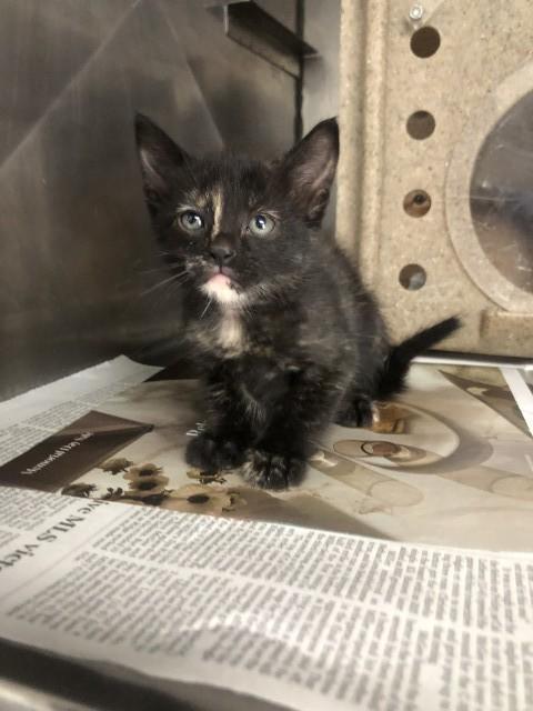 Enlarge A582758, a Adoptable Domestic Short Hair in San Bernardino, CA image 1/1