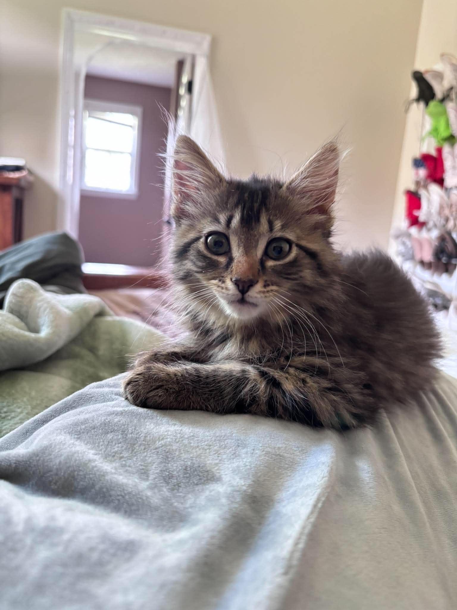 Cooper, Adopted, Young Male Domestic Long Hair.