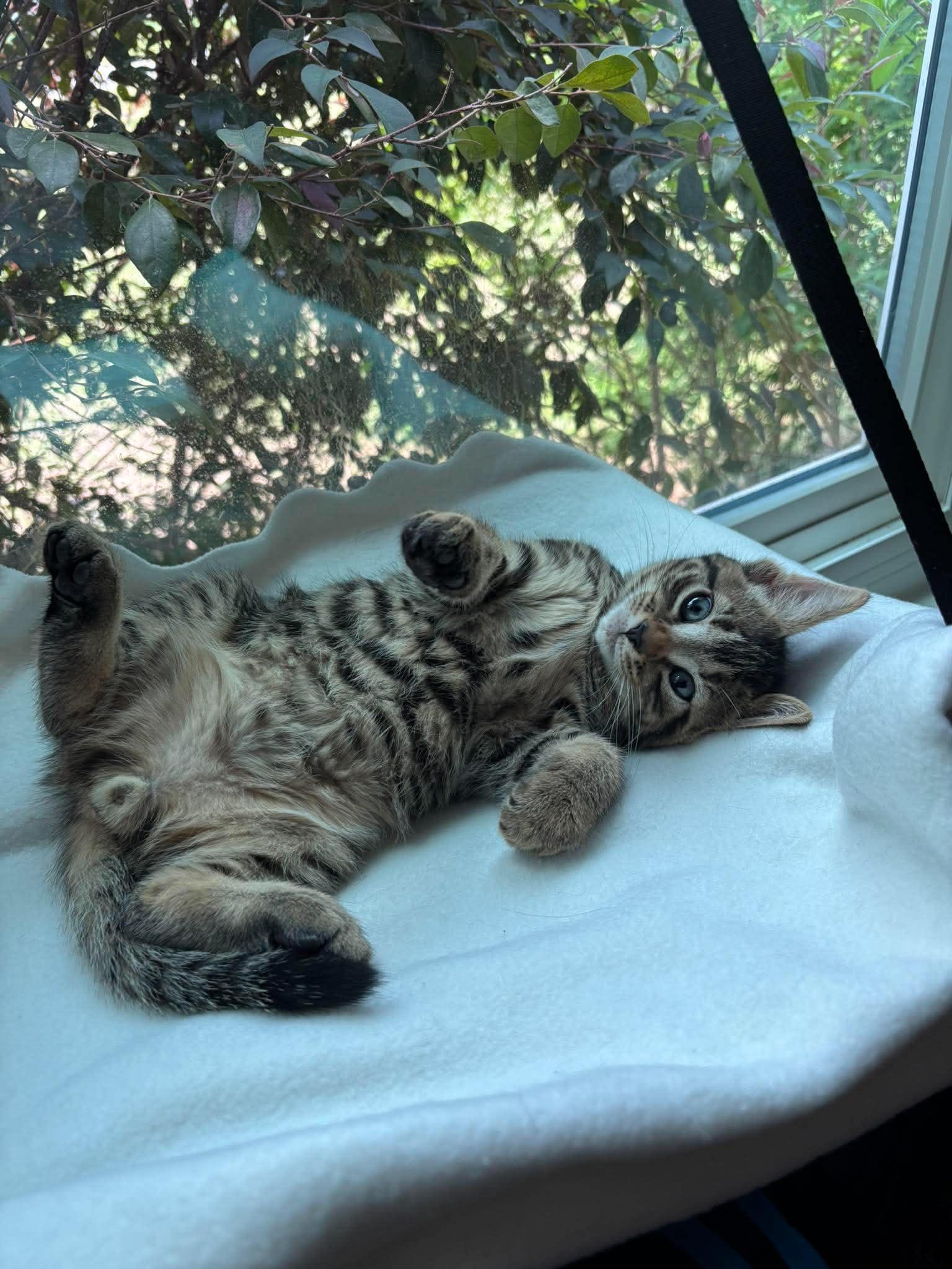 Enlarge Cooper, a Adopted Domestic Long Hair in Clayton, NC image 2/3