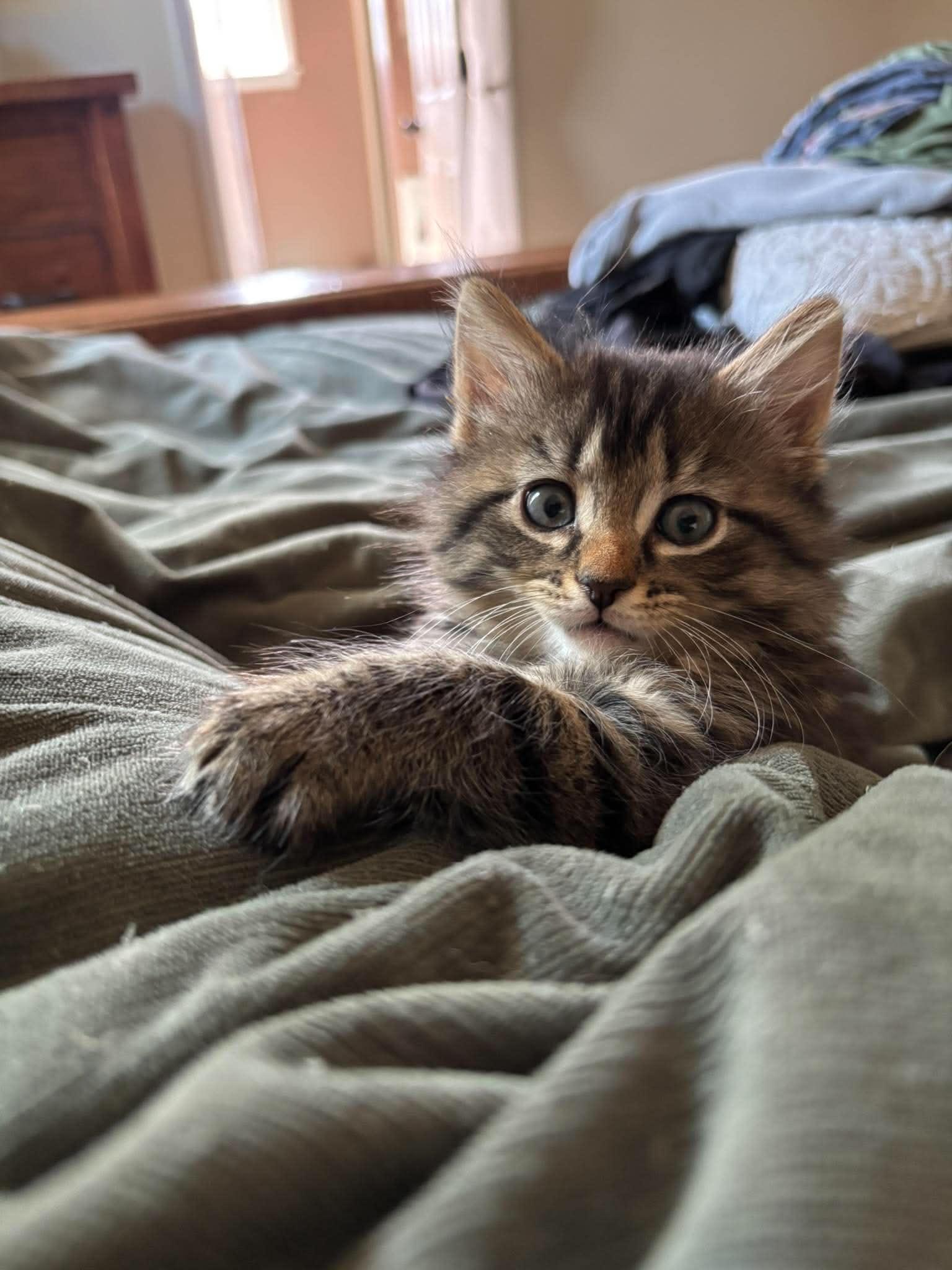 Enlarge Cooper, a Adopted Domestic Long Hair in Clayton, NC image 3/3