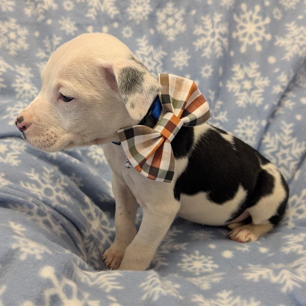 Enlarge Dopey, a Adoptable Pit Bull Terrier in Manhattan, KS image 2/6