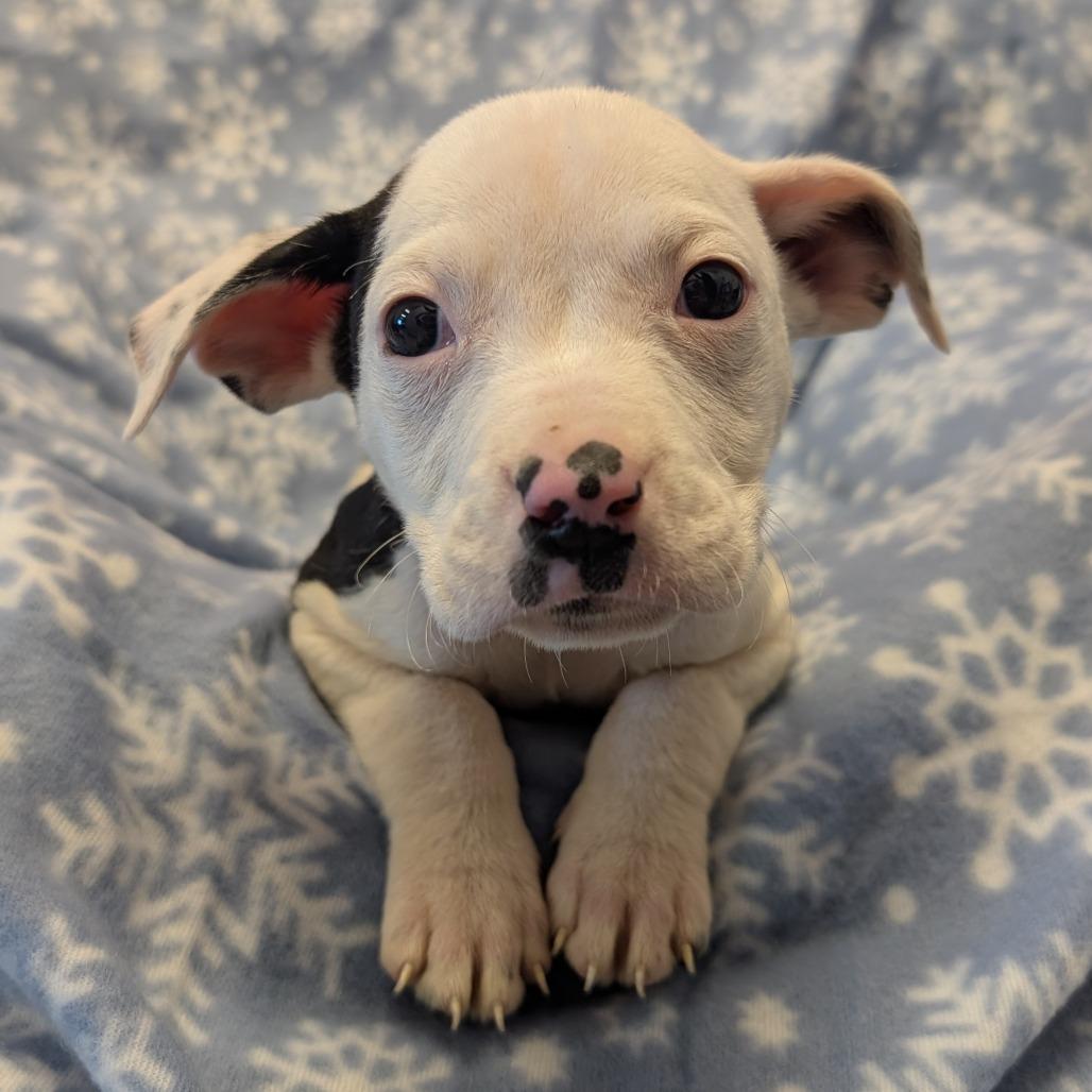 Enlarge Dopey, a Adoptable Pit Bull Terrier in Manhattan, KS image 3/6