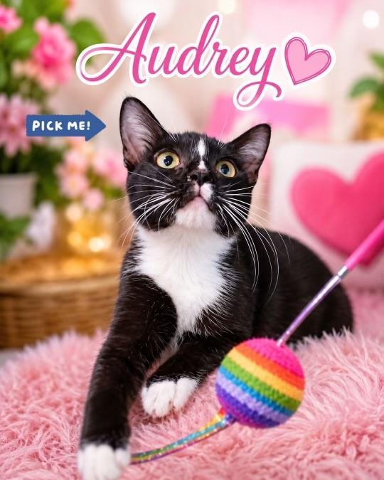 Audrey, Adoptable, Young Female Domestic Short Hair & Tuxedo.