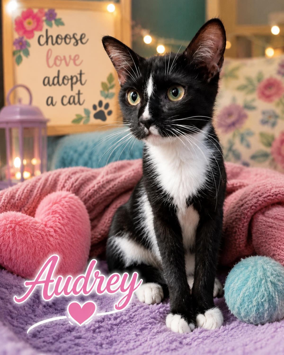 Audrey, a Adoptable mixed breed in St. Augustine, FL image 2/2