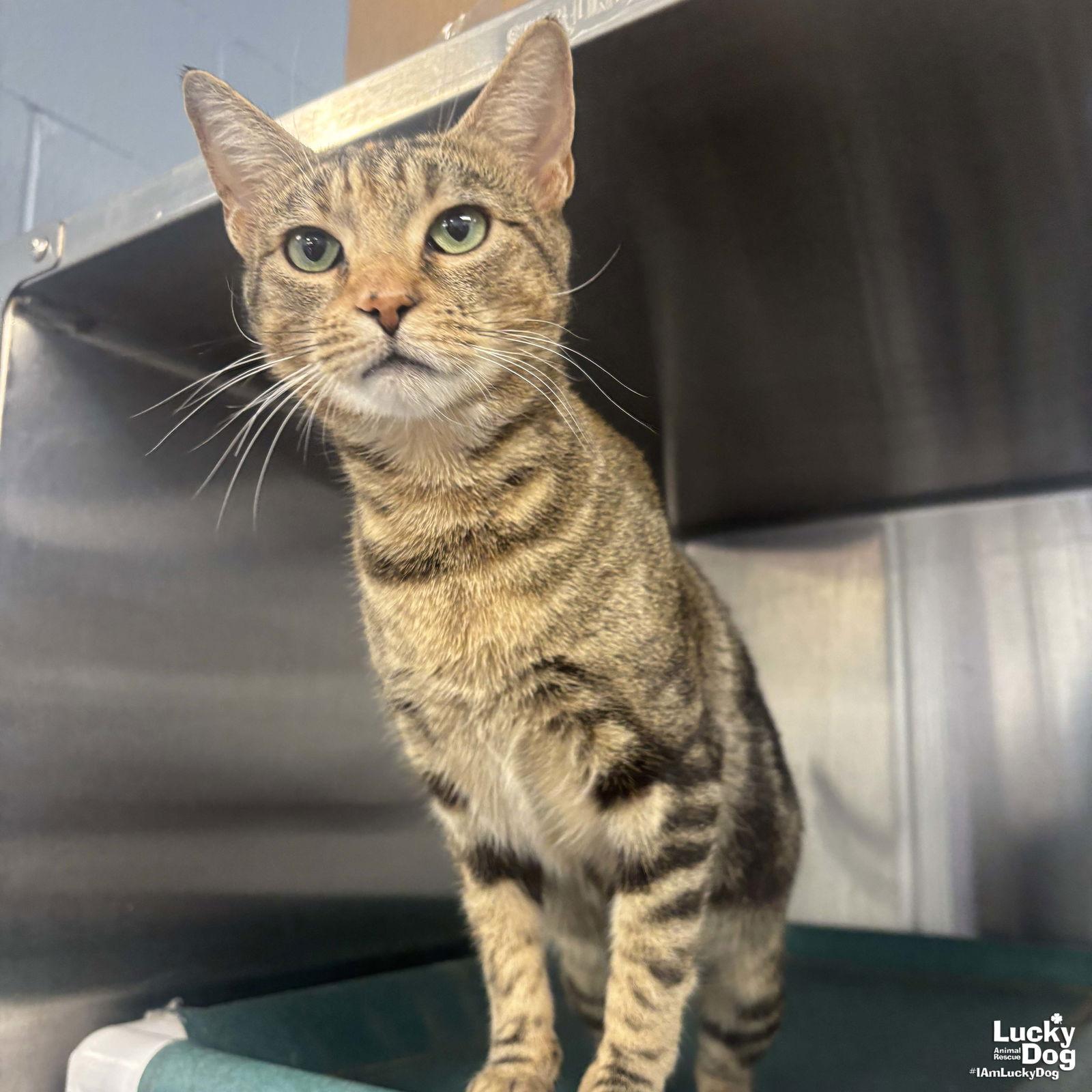 Enlarge Genny, a Adoptable Domestic Short Hair in Washington, DC image 1/3