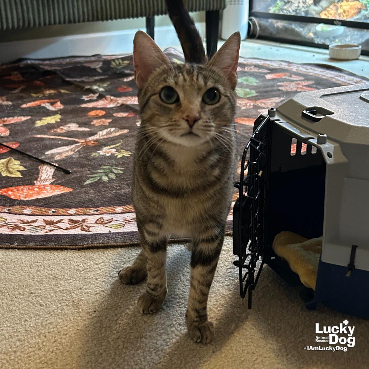 Enlarge Genny, a Adoptable Domestic Short Hair in Washington, DC image 2/3