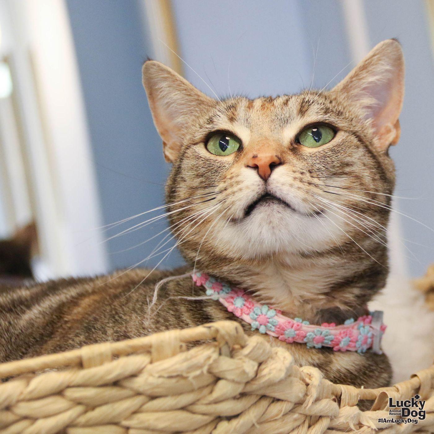 Genny, a Adoptable Domestic Short Hair in Washington, DC image 1/3