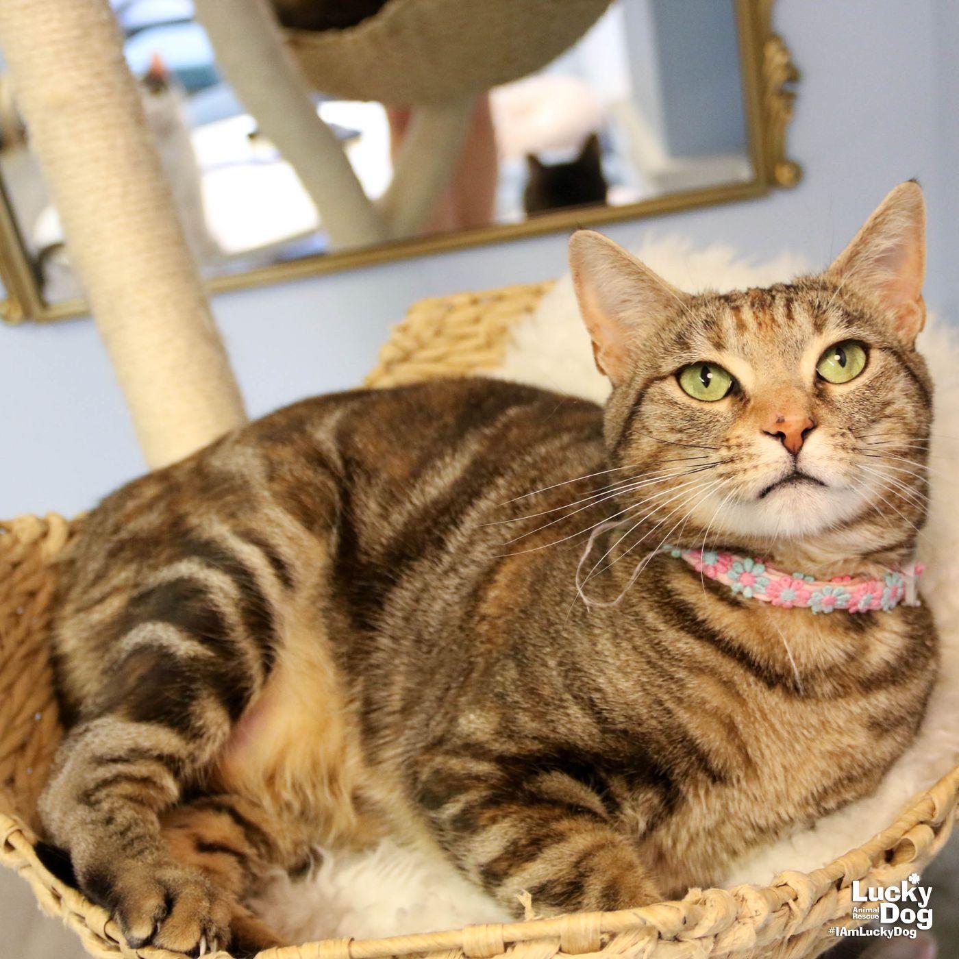 Genny, a Adoptable Domestic Short Hair in Washington, DC image 2/3