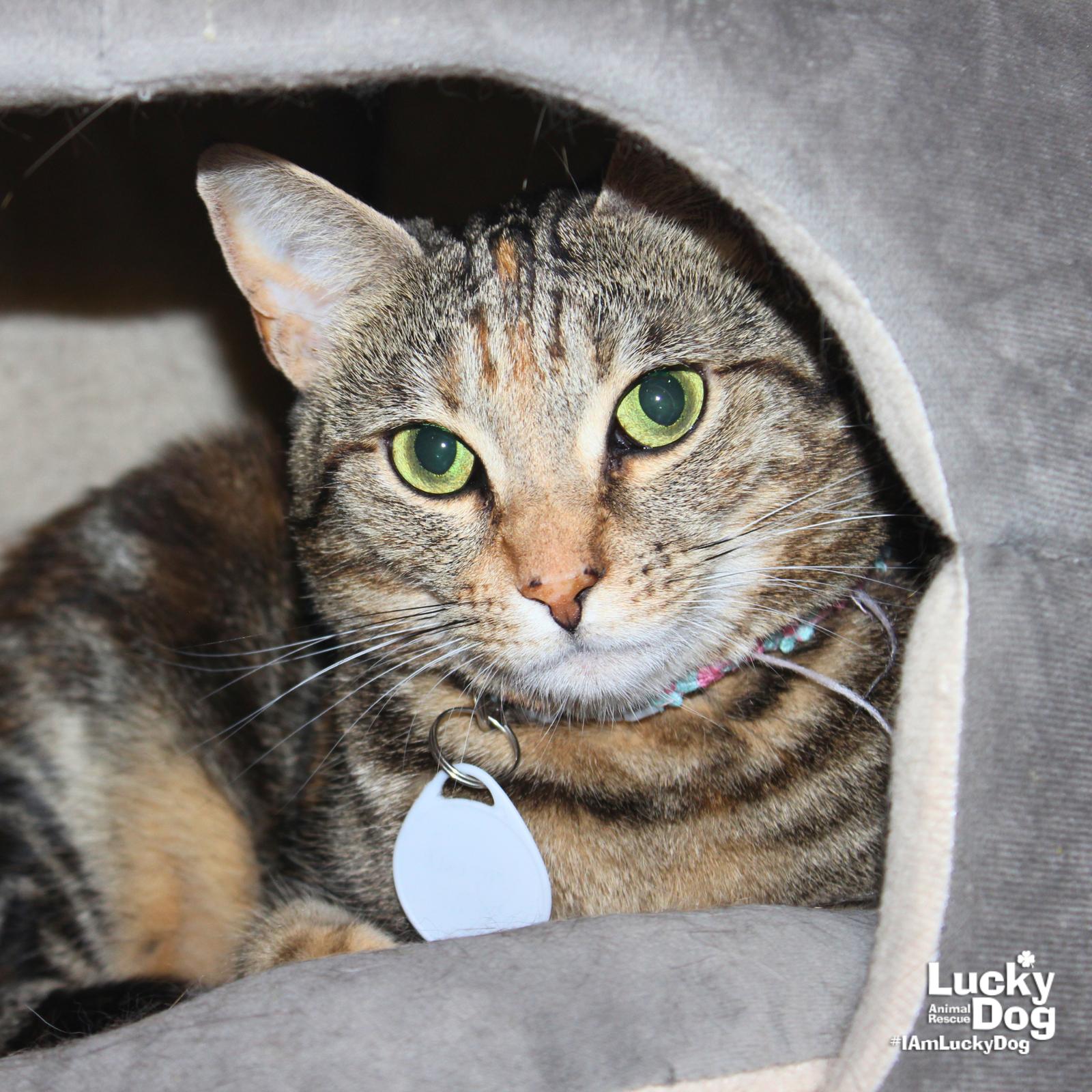 Genny, a Adoptable Domestic Short Hair in Washington, DC image 3/3