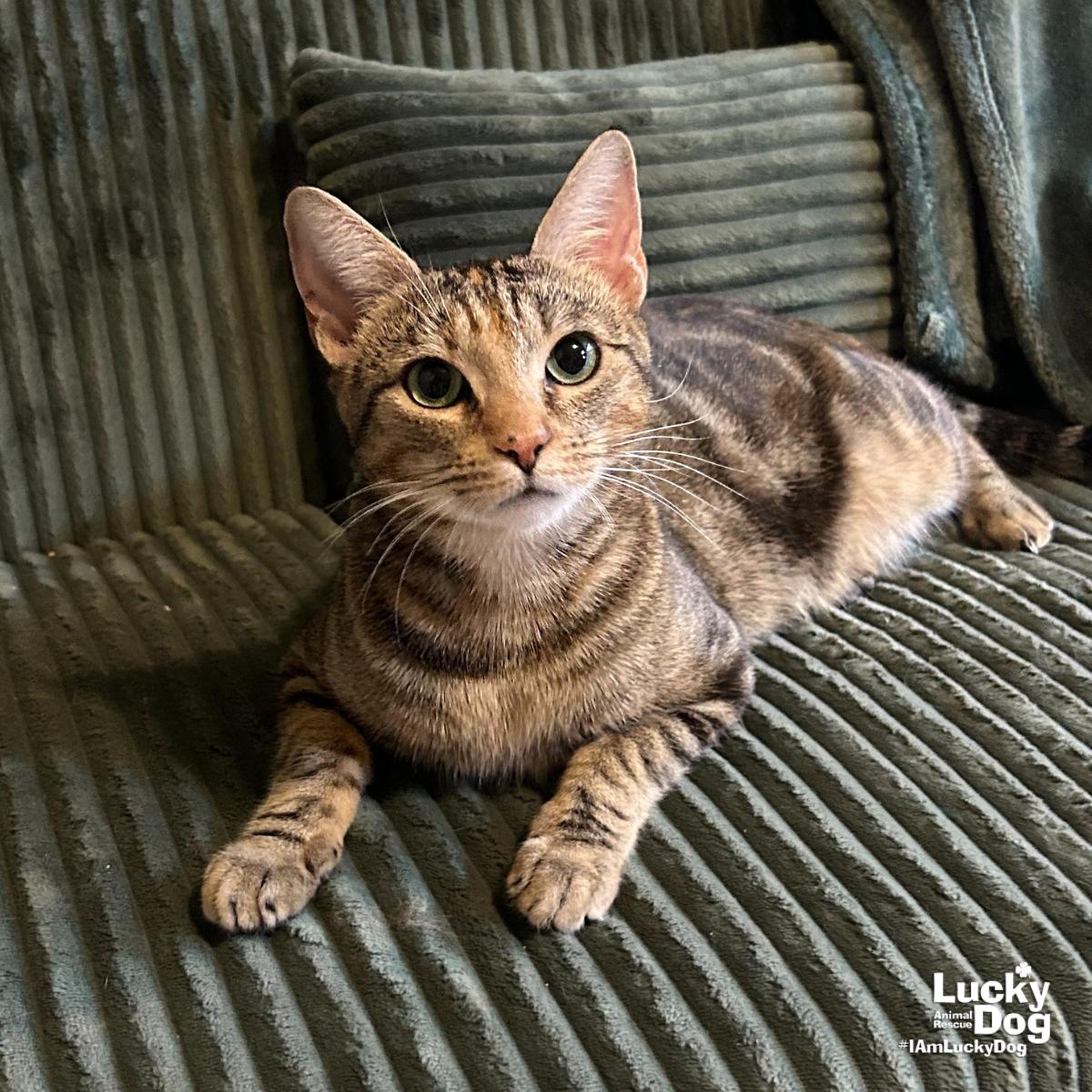 Enlarge Genny, a Adoptable Domestic Short Hair in Washington, DC image 3/3