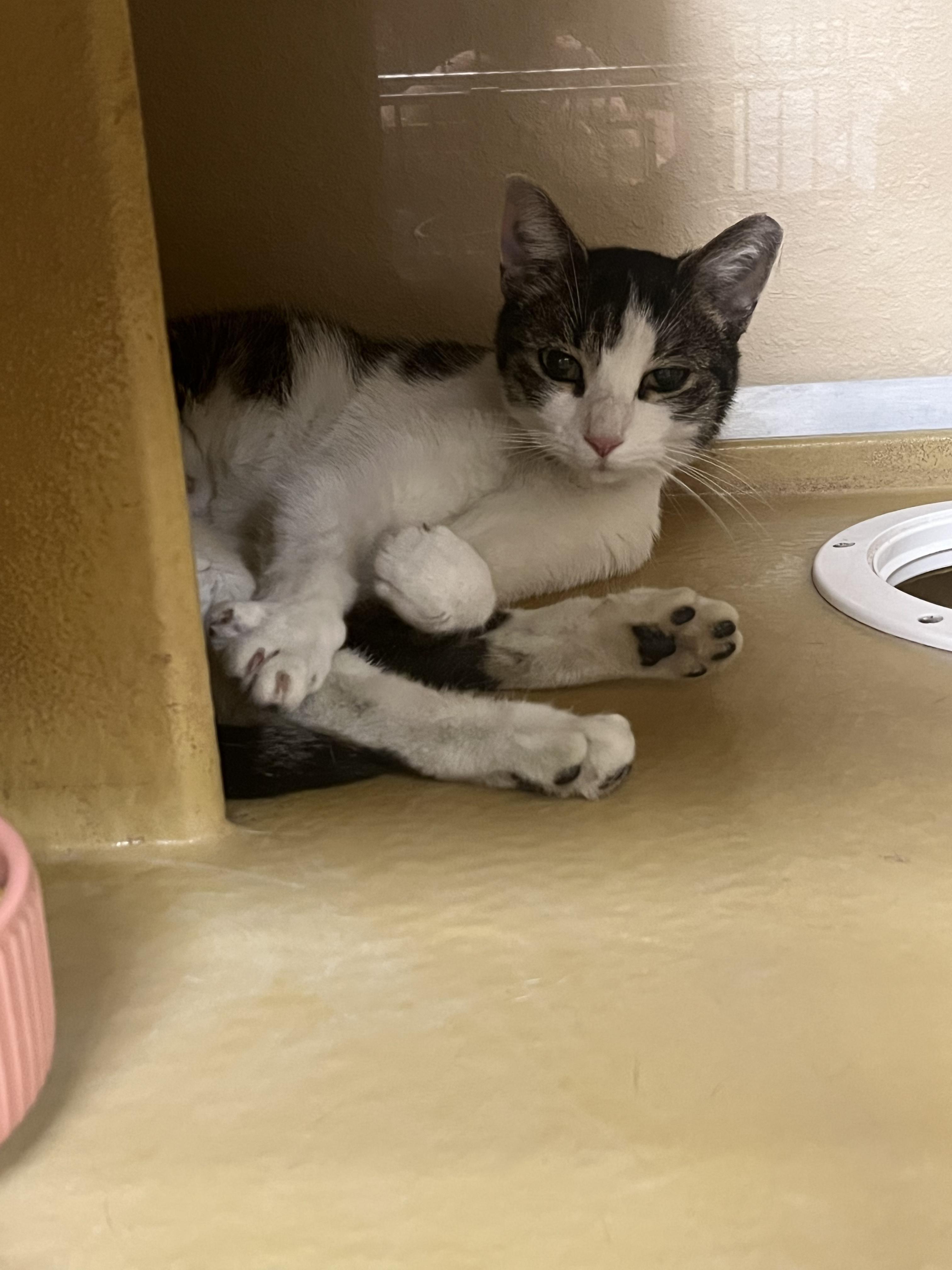 Millet, Adoptable, Young Female Domestic Short Hair.