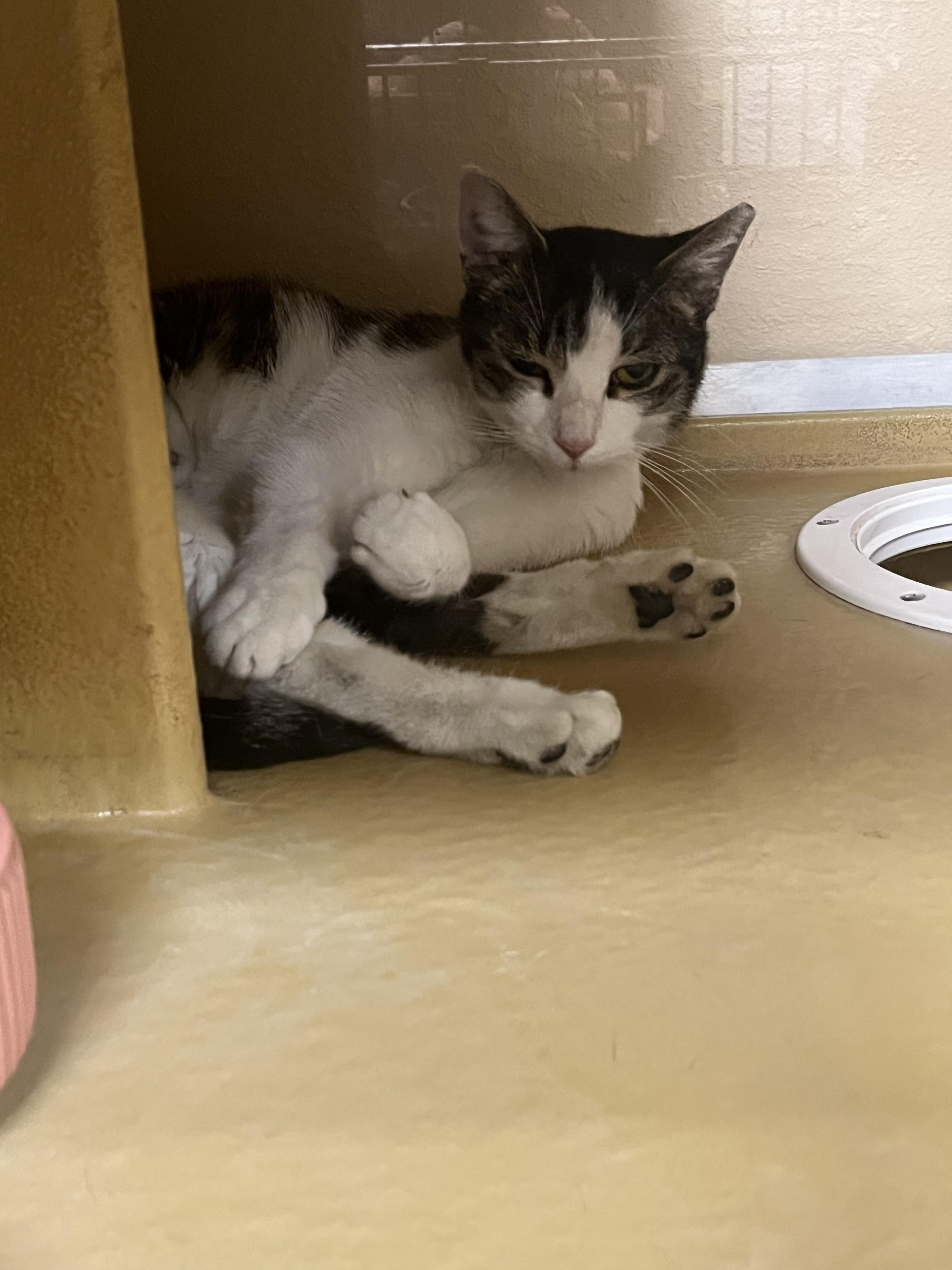 Enlarge Millet, an adopted mixed breed in South Euclid, OH image 2/2