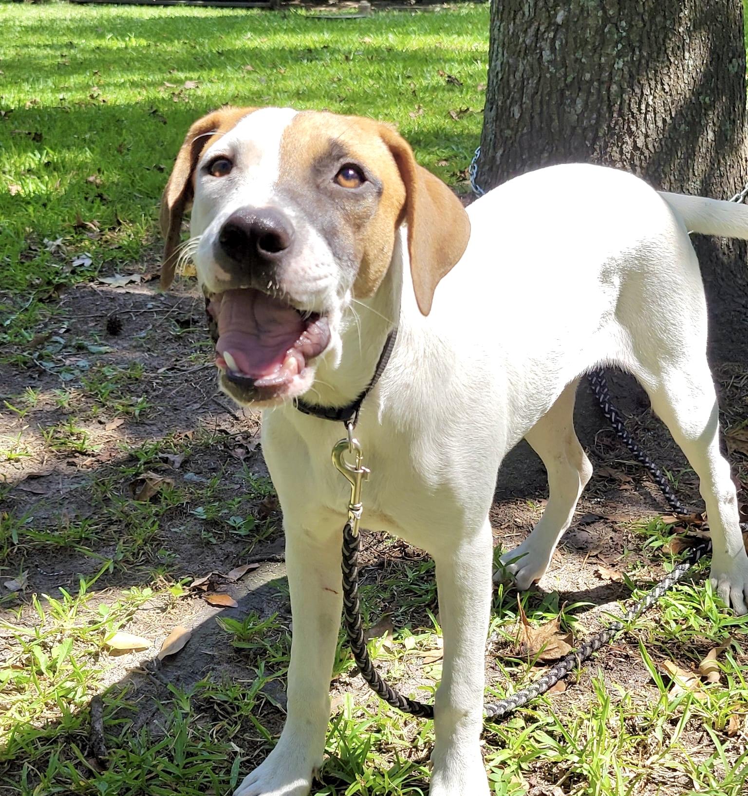 Dema, a Adoptable mixed breed in Jay, NY image 1/2