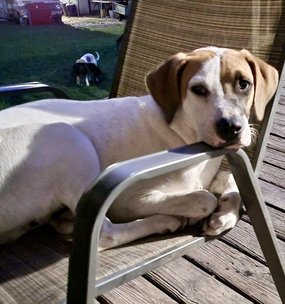 Dema, a Adoptable mixed breed in Jay, NY image 2/2