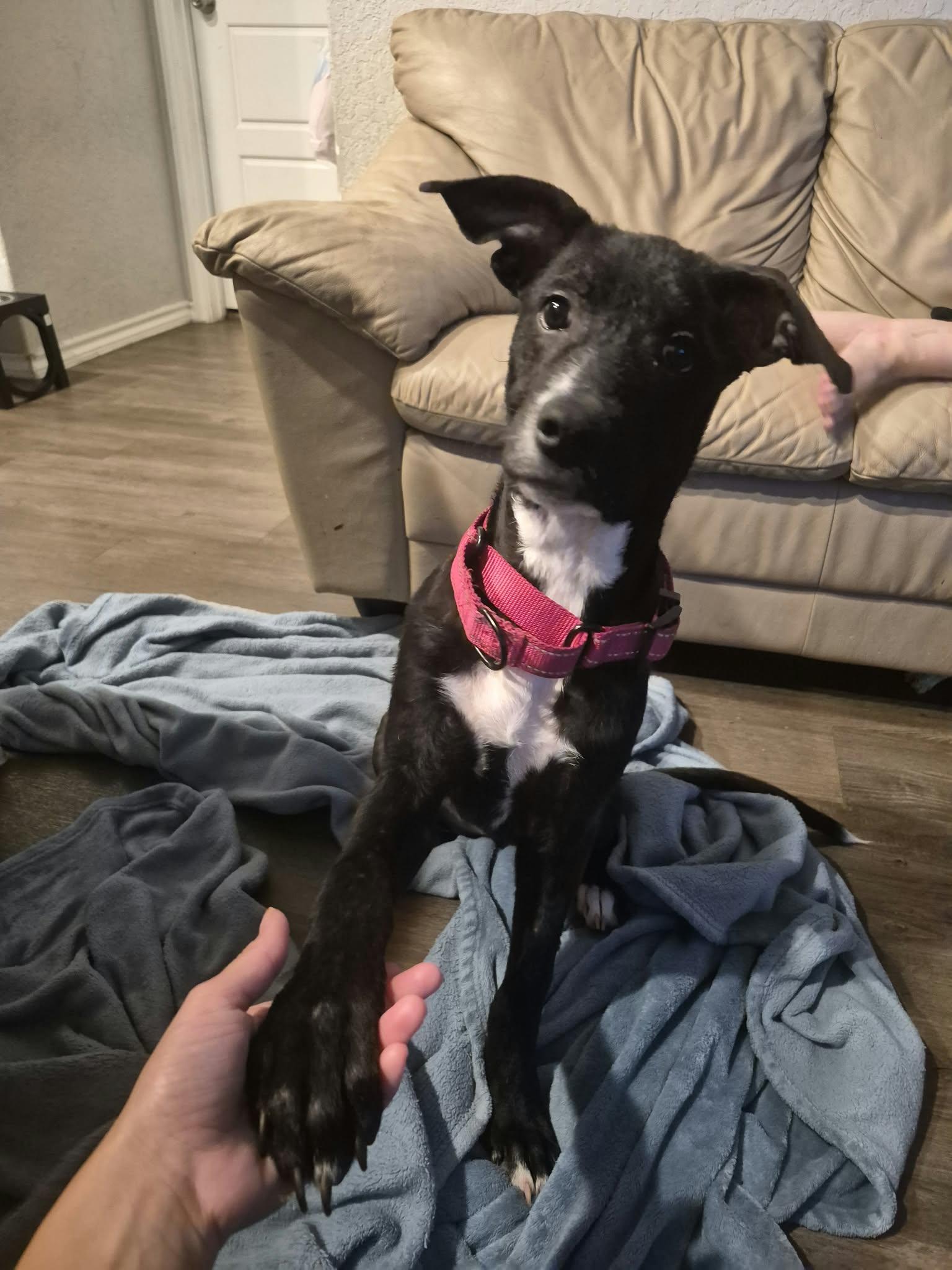 Enlarge Mary, a Adoptable Terrier in Billings, MT image 5/6