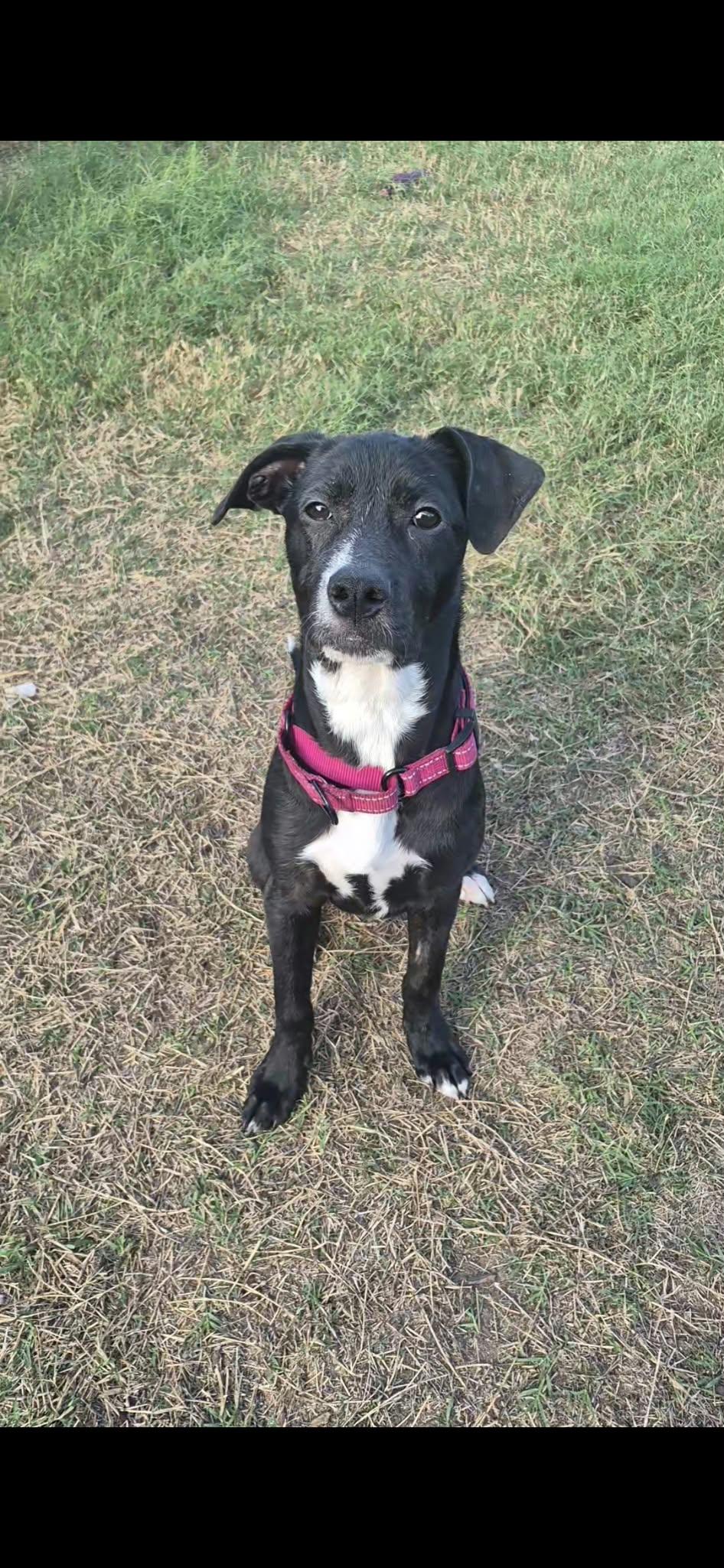 Enlarge Mary, a Adoptable Terrier in Billings, MT image 3/6