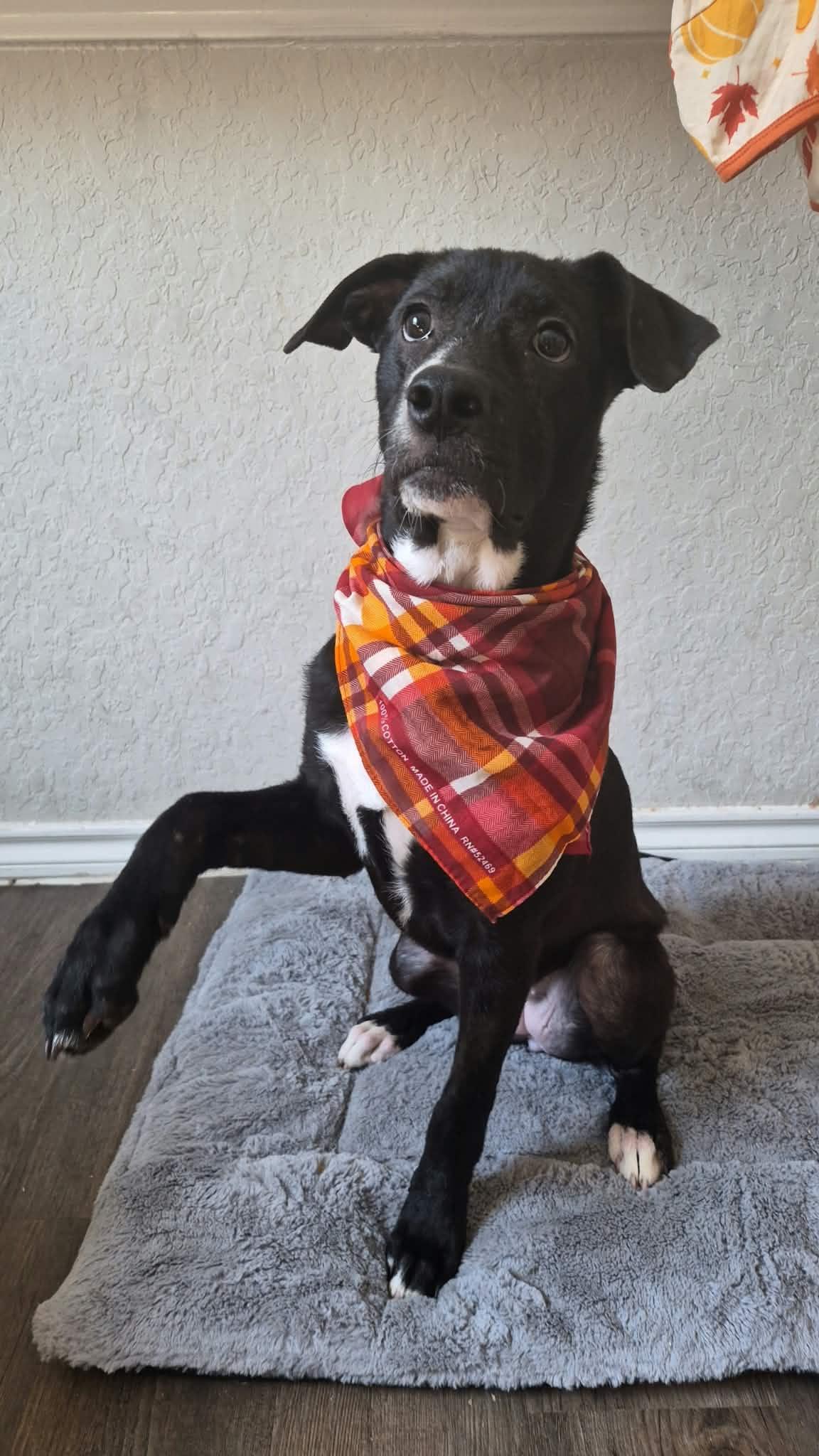 Enlarge Mary, a Adoptable Terrier in Billings, MT image 4/6