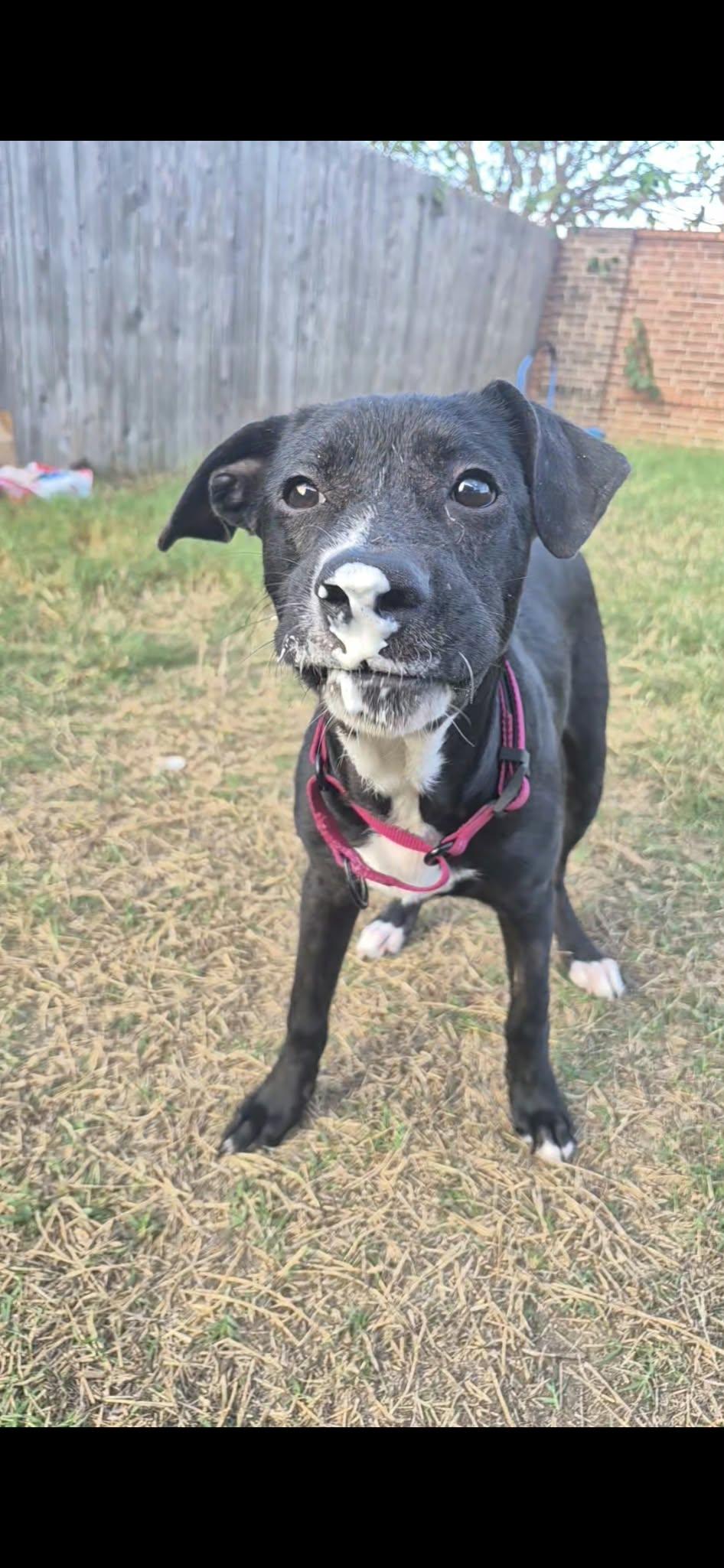 Enlarge Mary, a Adoptable Terrier in Billings, MT image 2/6