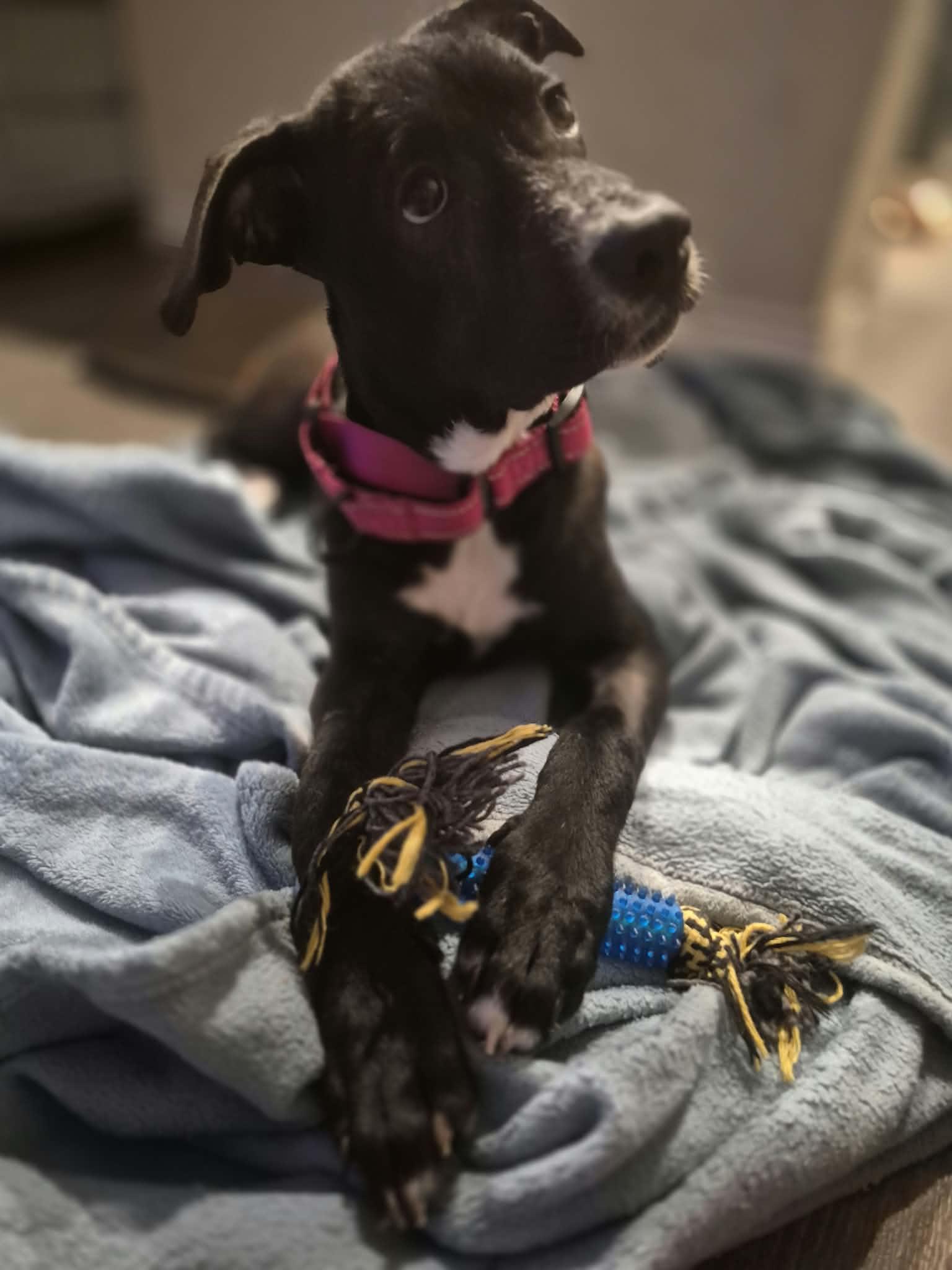 Enlarge Mary, a Adoptable Terrier in Billings, MT image 6/6