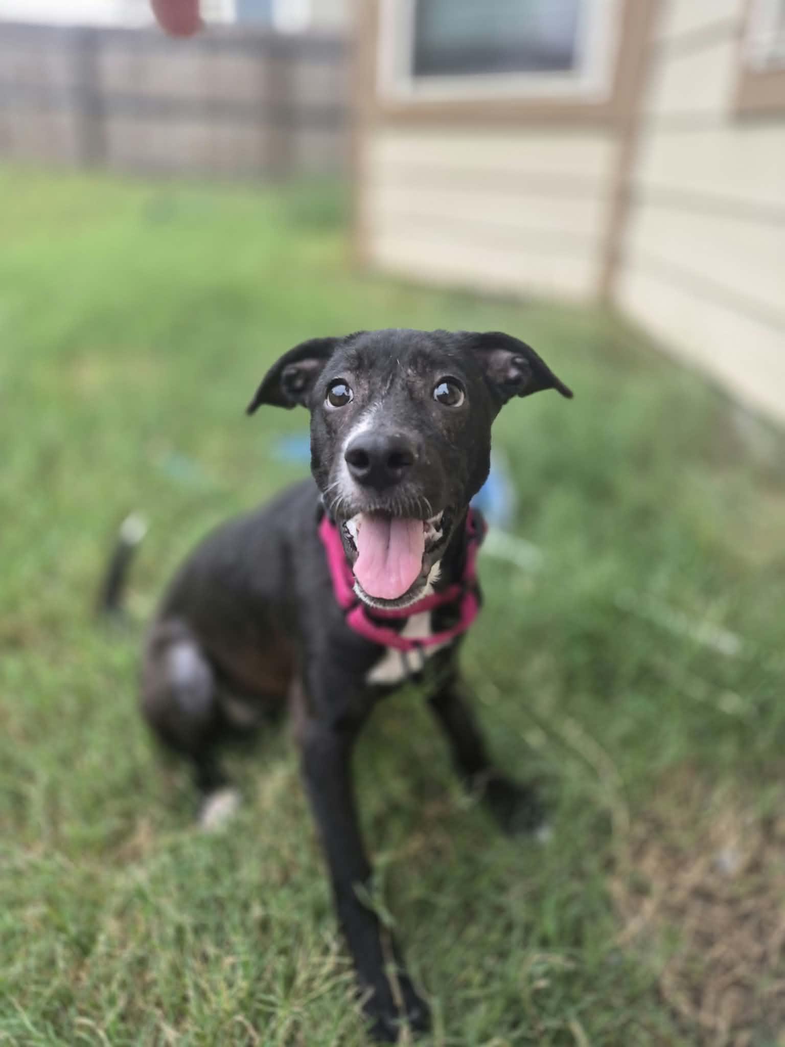 Enlarge Mary, a Adoptable Terrier in Billings, MT image 1/6