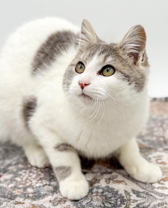 Grayson is beyond adorable! WOW cute! WOW cuddly! VIDEO TOO!, a Adoptable mixed breed in Bedford Hills, NY image 5/6