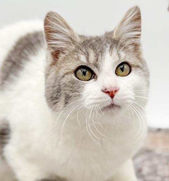 Grayson is beyond adorable!  WOW cute!  WOW cuddly!  VIDEO TOO!, Adoptable, Young Male Turkish Van & Tabby.