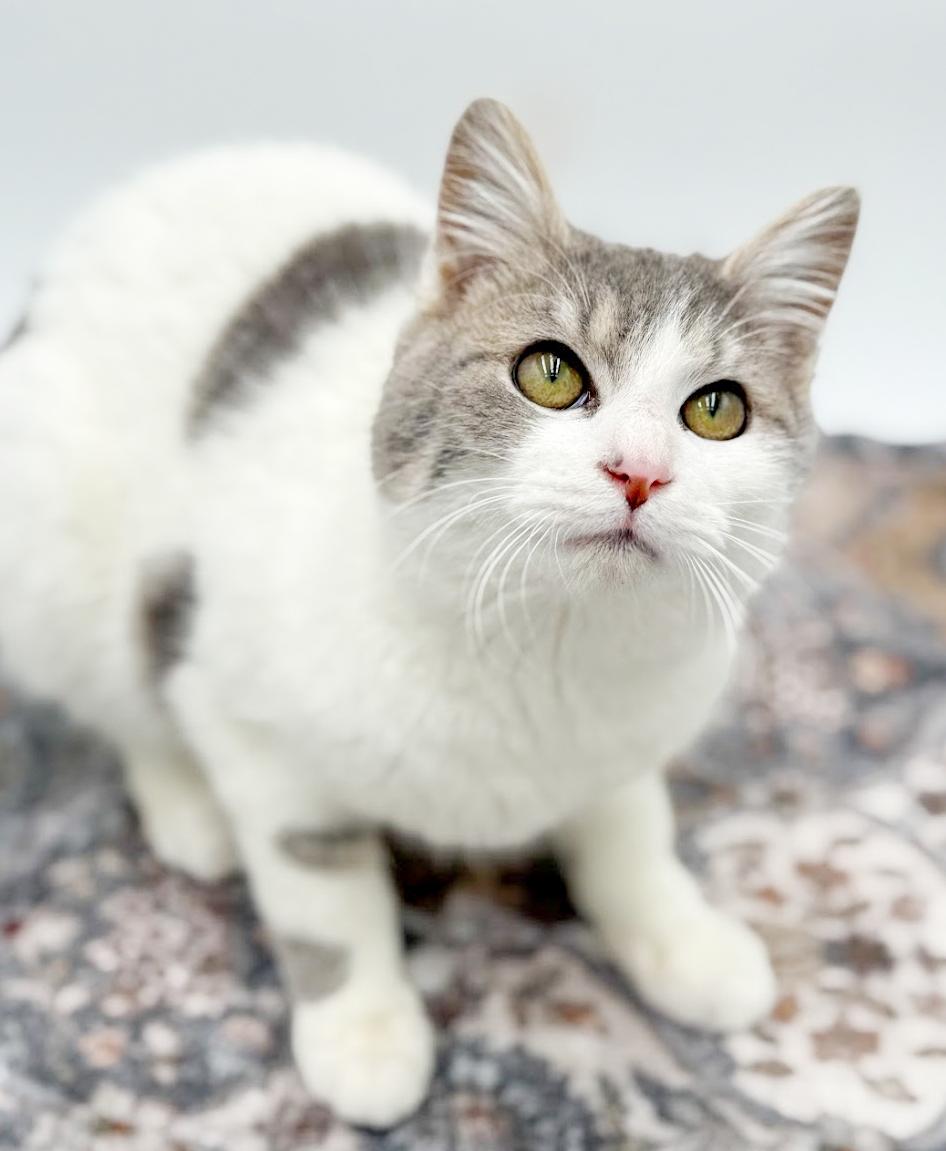 Grayson is beyond adorable! WOW cute! WOW cuddly! VIDEO TOO!, a Adoptable mixed breed in Bedford Hills, NY image 4/6