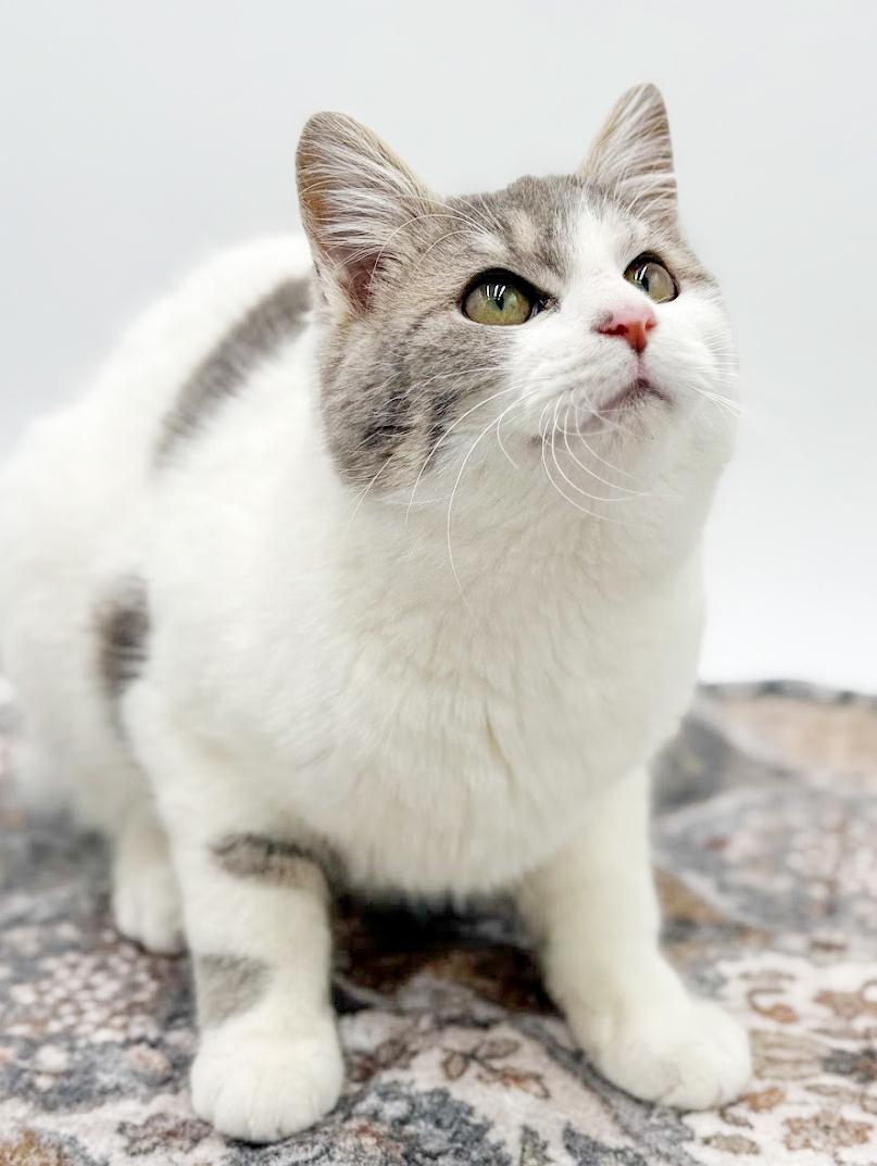 Grayson is beyond adorable! WOW cute! WOW cuddly! VIDEO TOO!, a Adoptable mixed breed in Bedford Hills, NY image 6/6