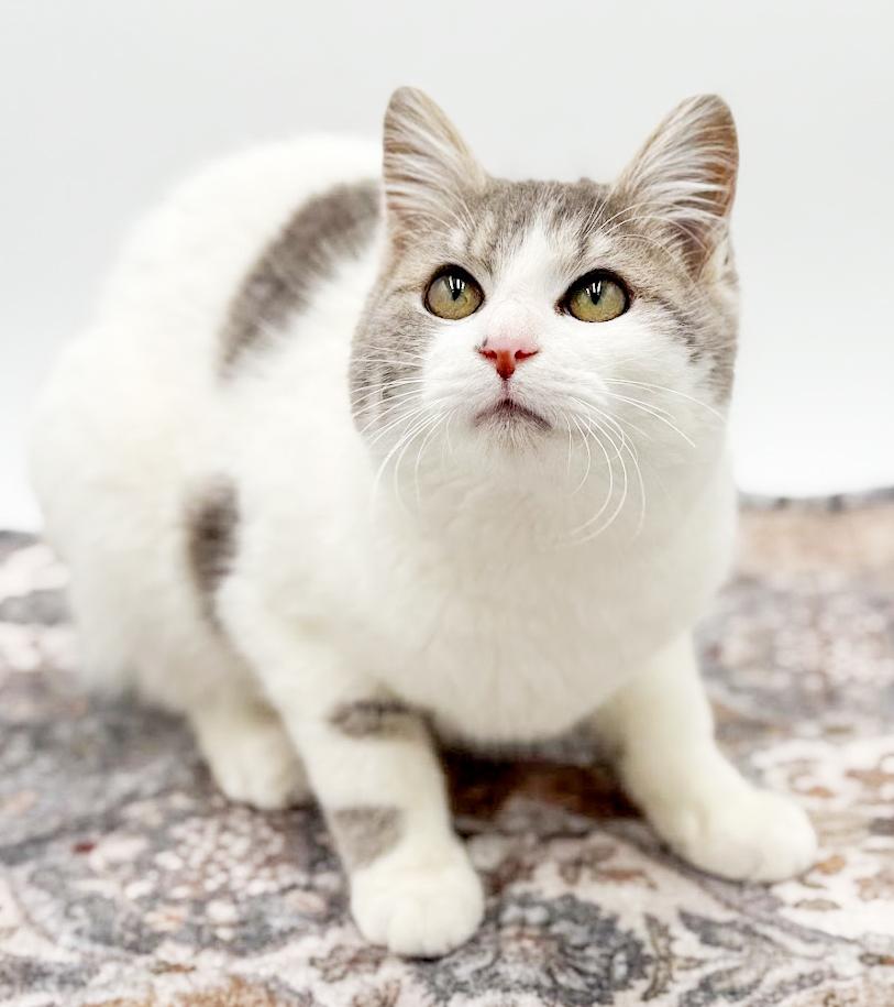 Grayson is beyond adorable! WOW cute! WOW cuddly! VIDEO TOO!, a Adoptable mixed breed in Bedford Hills, NY image 2/6