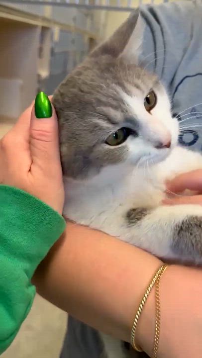 Enlarge Grayson is beyond adorable!  WOW cute!  WOW cuddly!  VIDEO TOO!, a Adoptable mixed breed in Bedford Hills, NY video 3/6