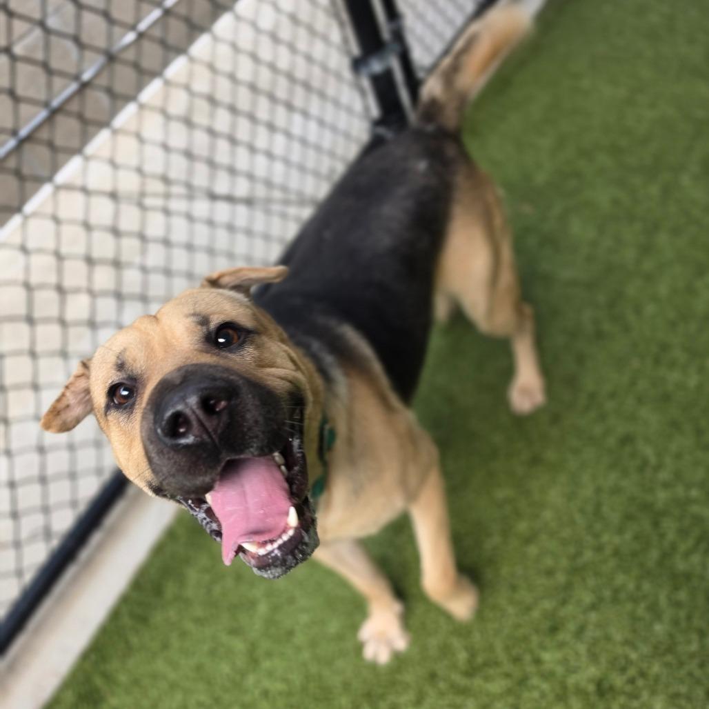 Enlarge Felix, a Adoptable mixed breed in Greensboro, NC image 1/4