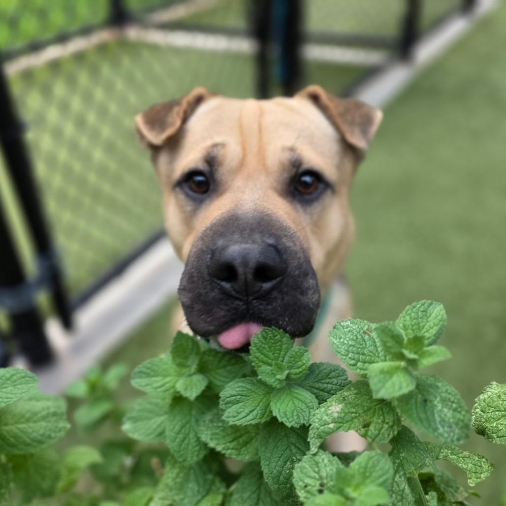 Enlarge Felix, a Adoptable mixed breed in Greensboro, NC image 2/4