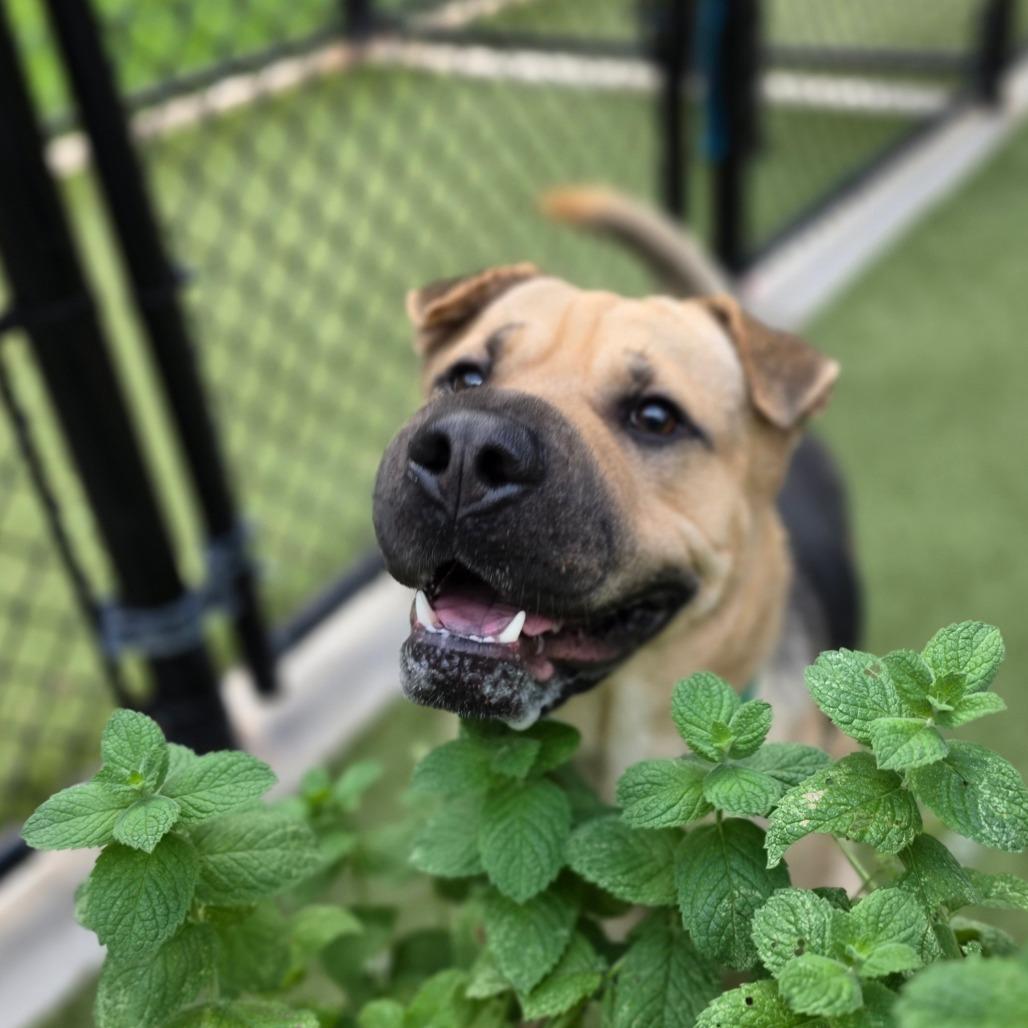Enlarge Felix, a Adoptable mixed breed in Greensboro, NC image 3/4