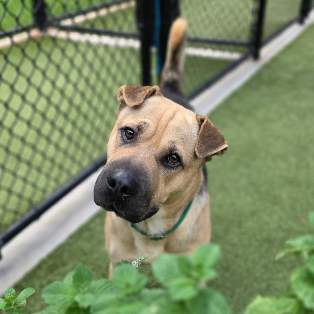 Enlarge Felix, a Adoptable mixed breed in Greensboro, NC image 4/4