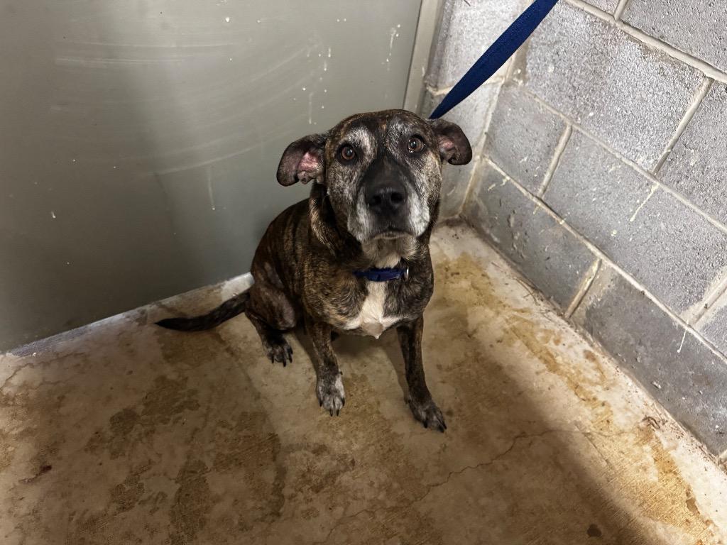 Enlarge River, a Adoptable mixed breed in Shelbyville, TN image 1/1