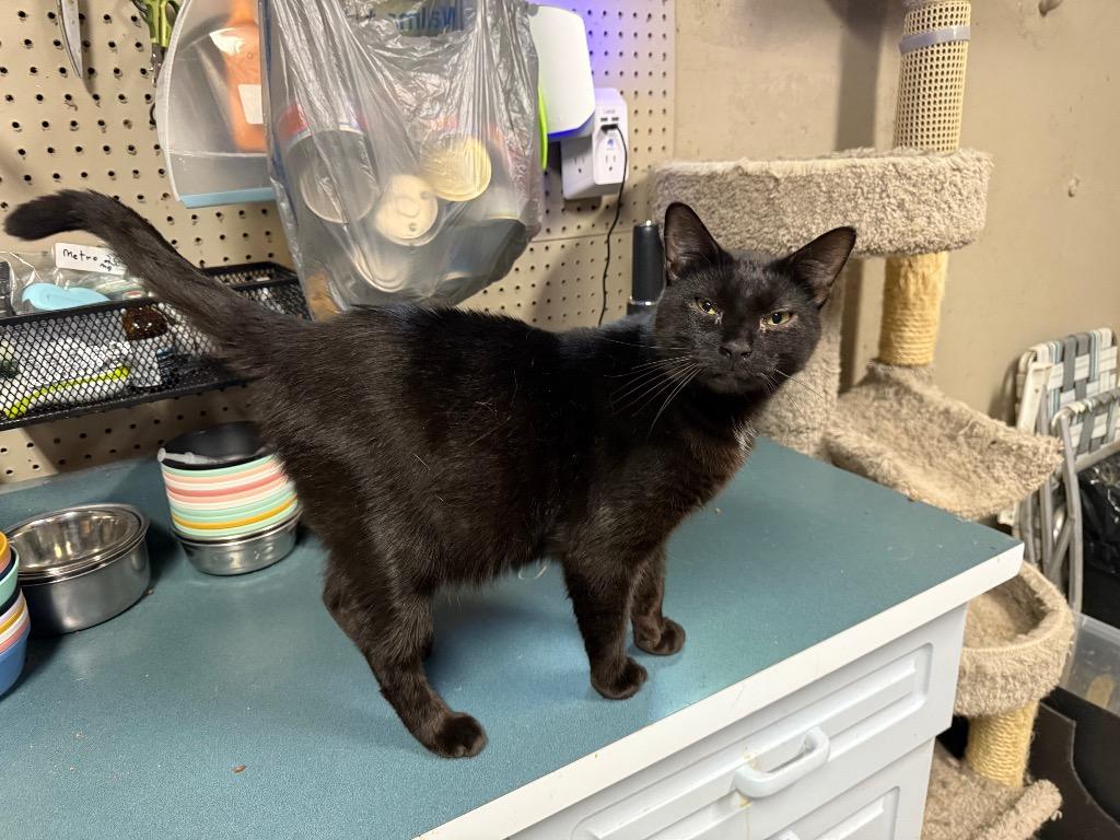 Jake, Adoptable, Young Male Domestic Medium Hair.